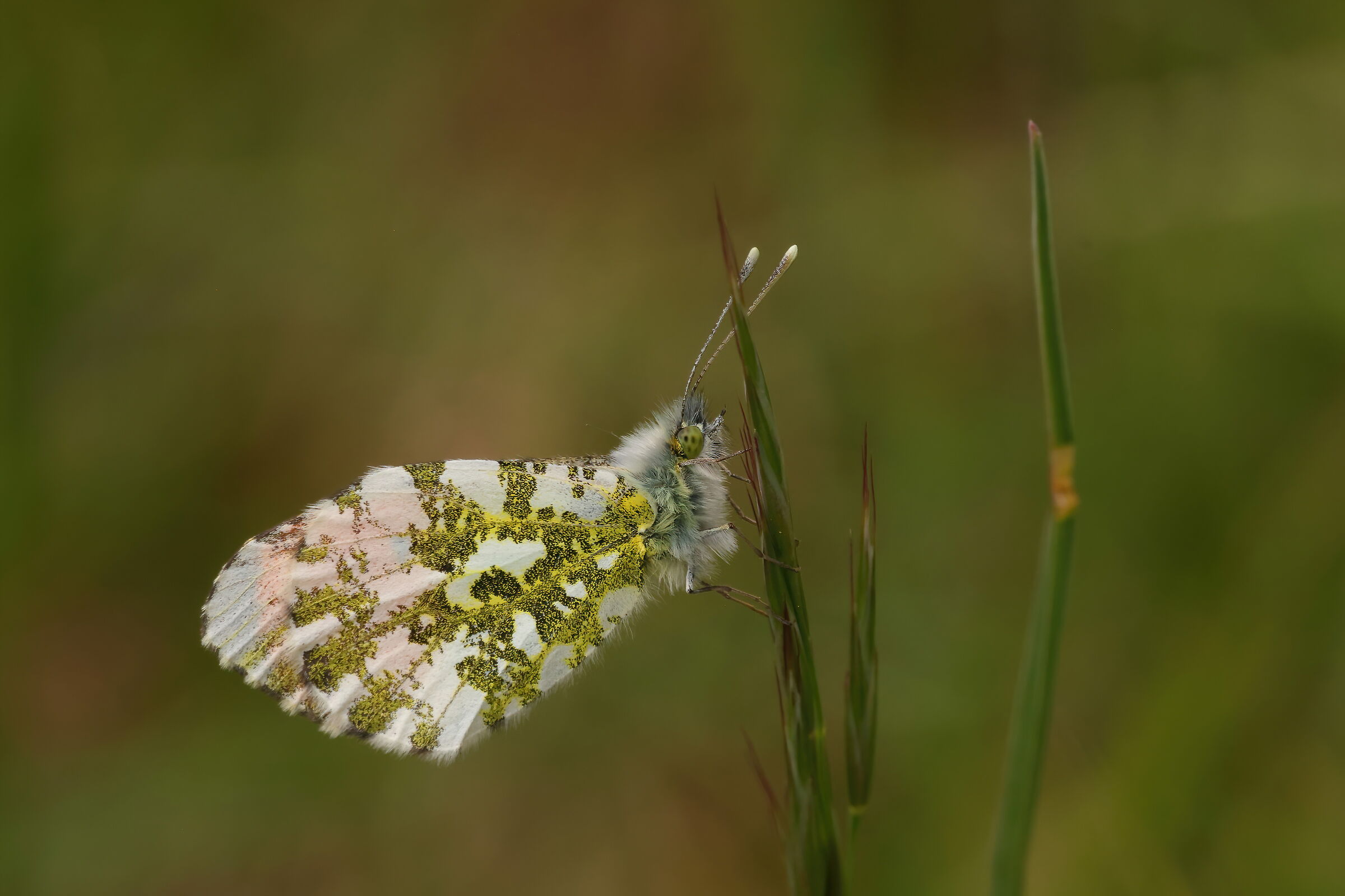 Anthocharis cardamines
