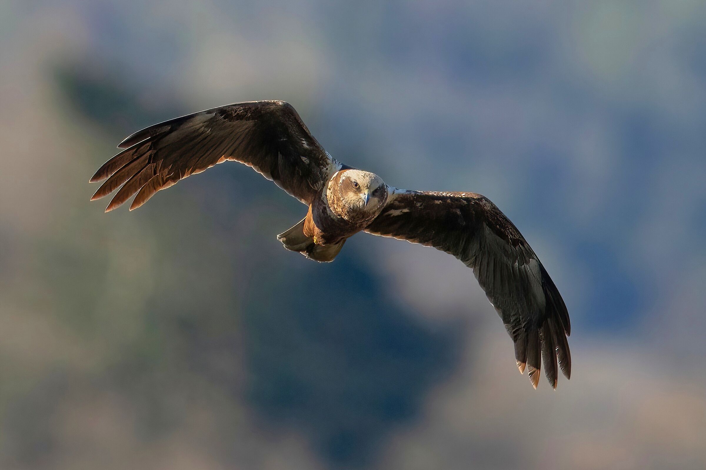 Marsh harrier (Circus aeruginosus) - female
