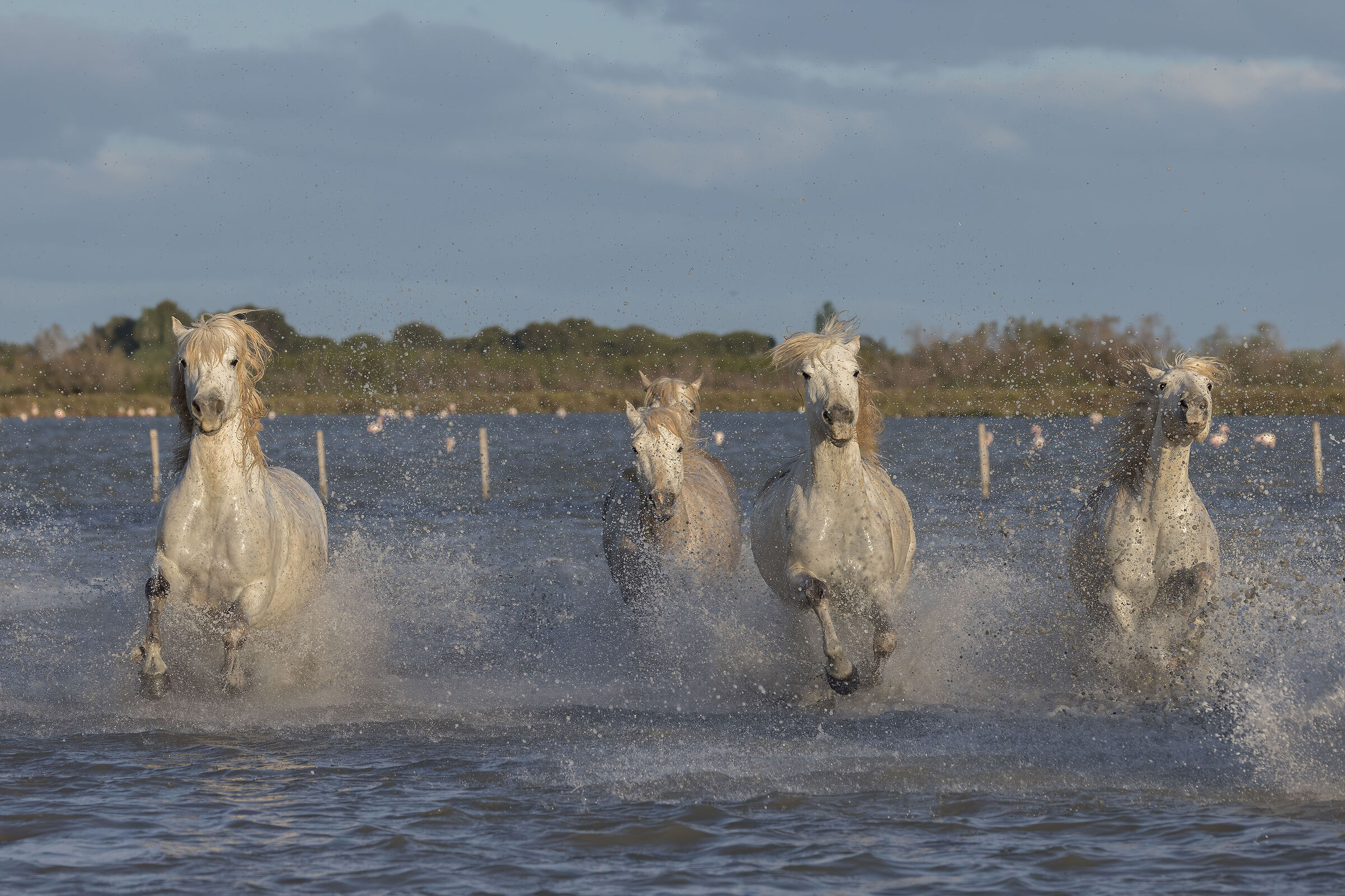 Cavalli al galoppo della Camargue