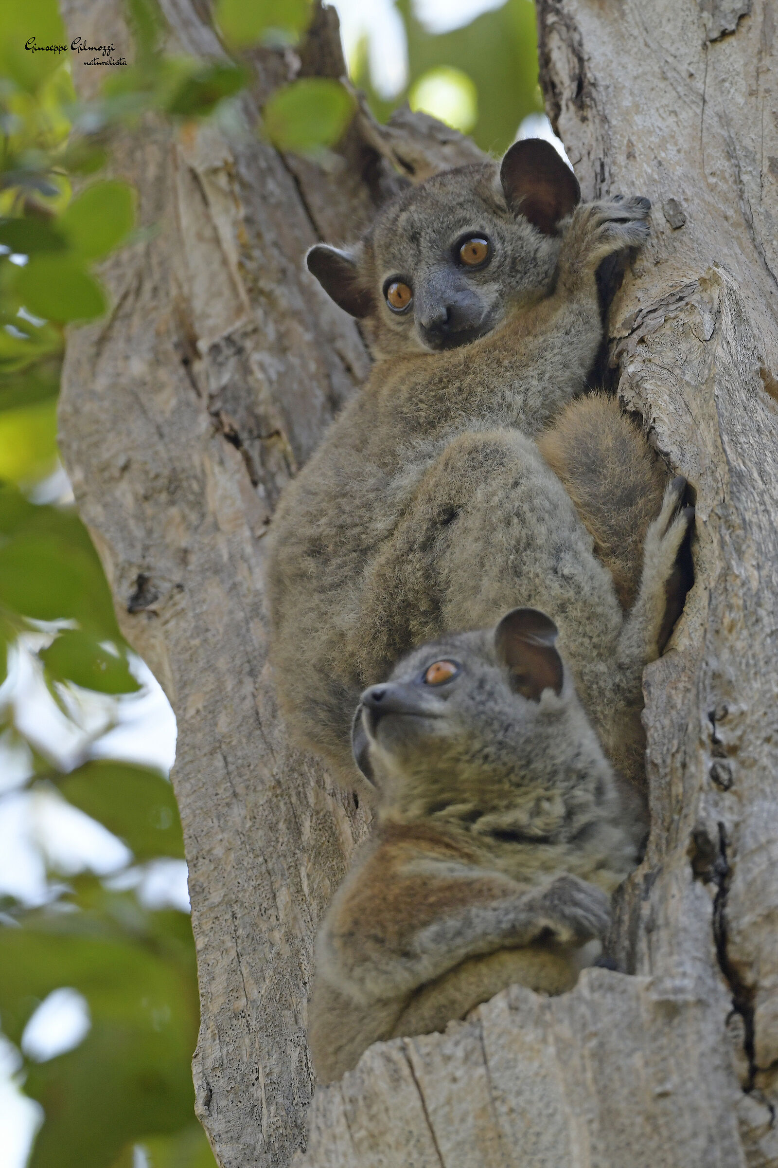 Red-tailed sports lepilemur. (Lepilemur rufica