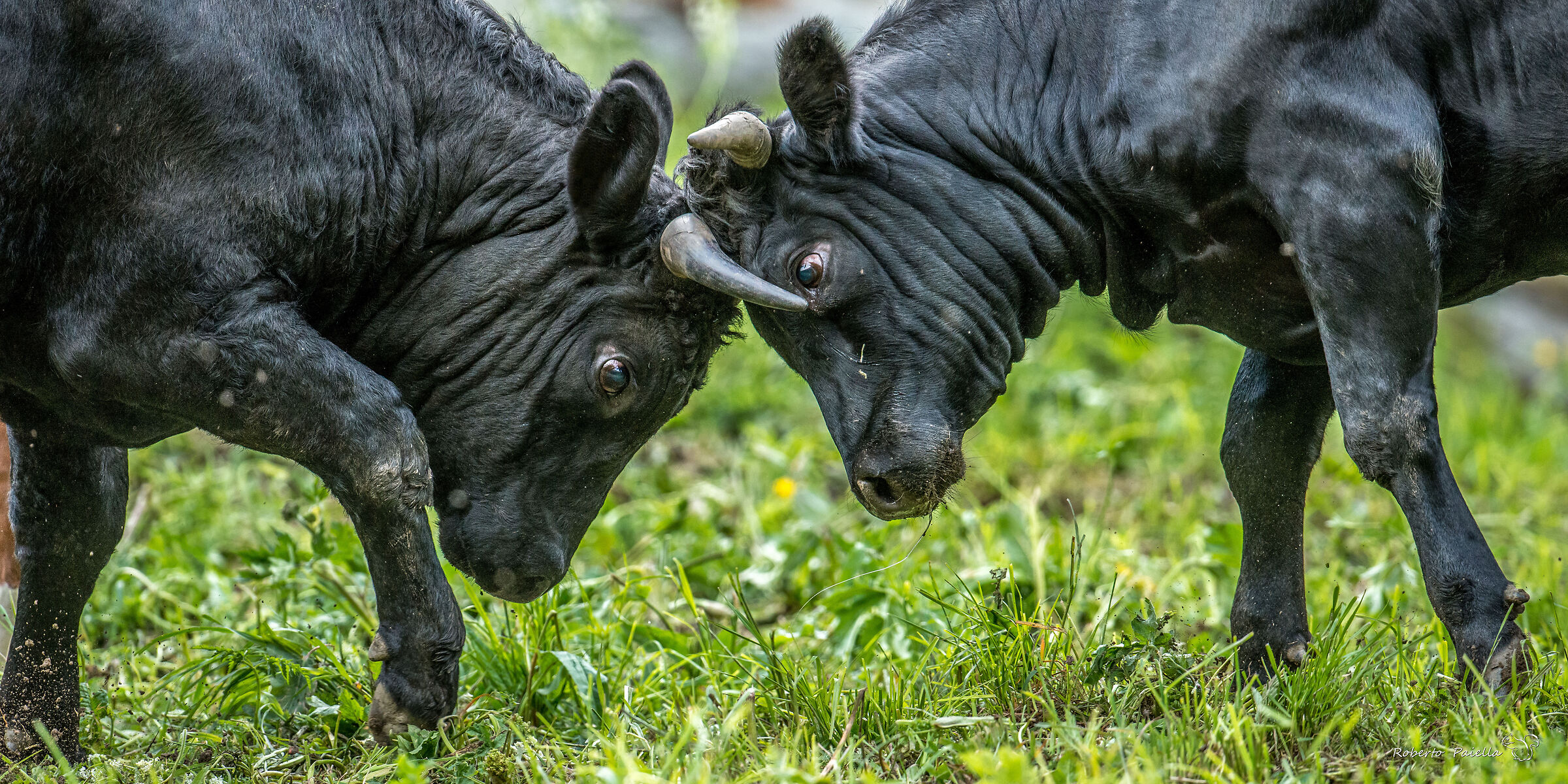 Fight!