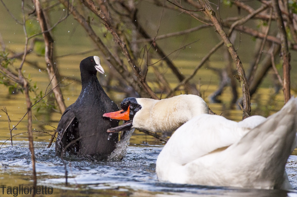 La beccata del cigno