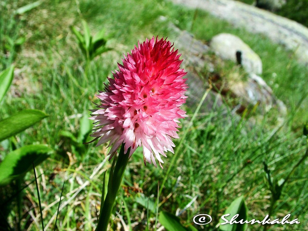Nigritella corneliana