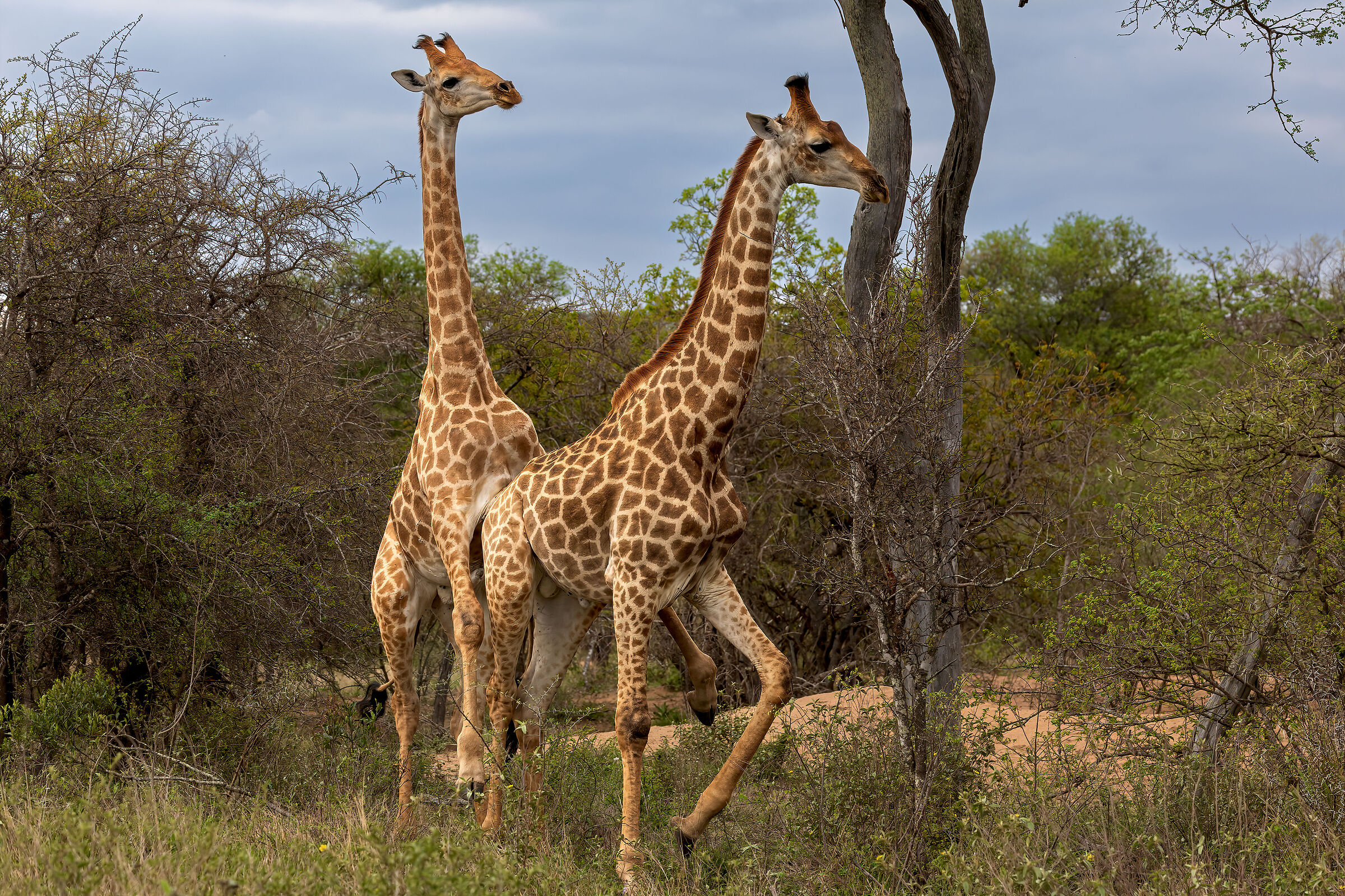 Giraffa "fluid gender"