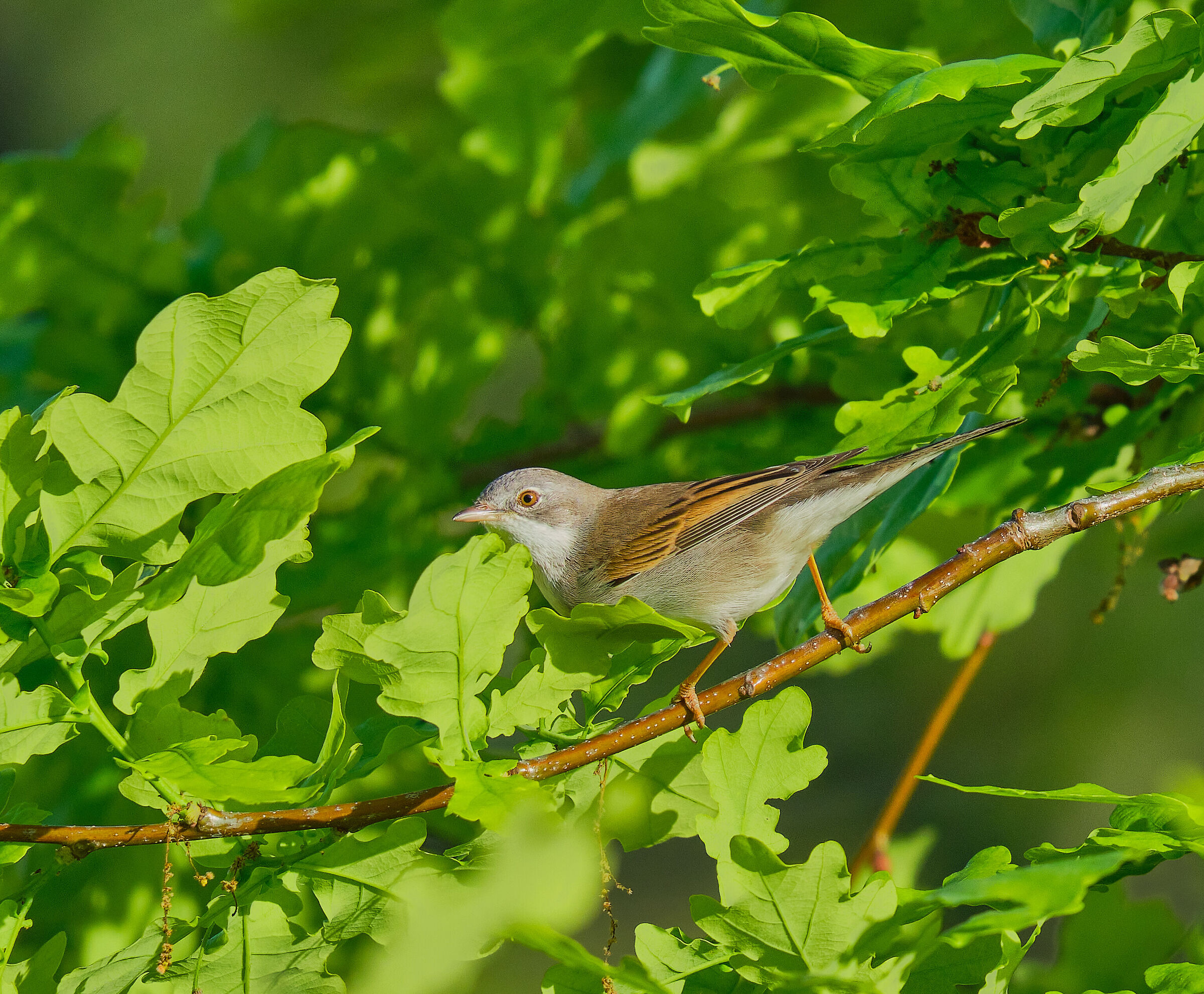 Whitethroat