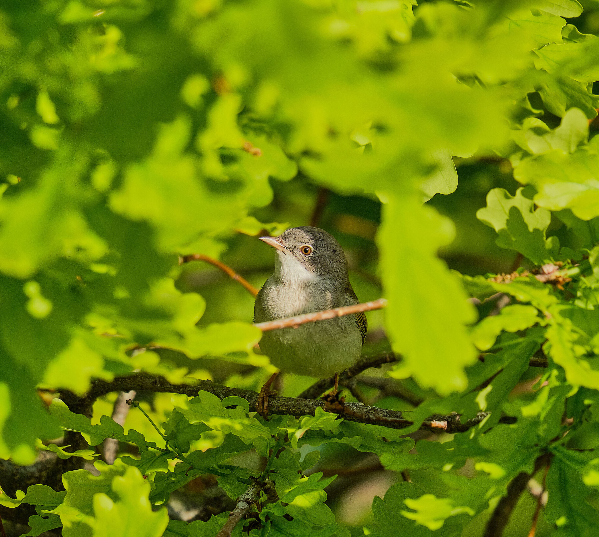 Brushwood at the window.