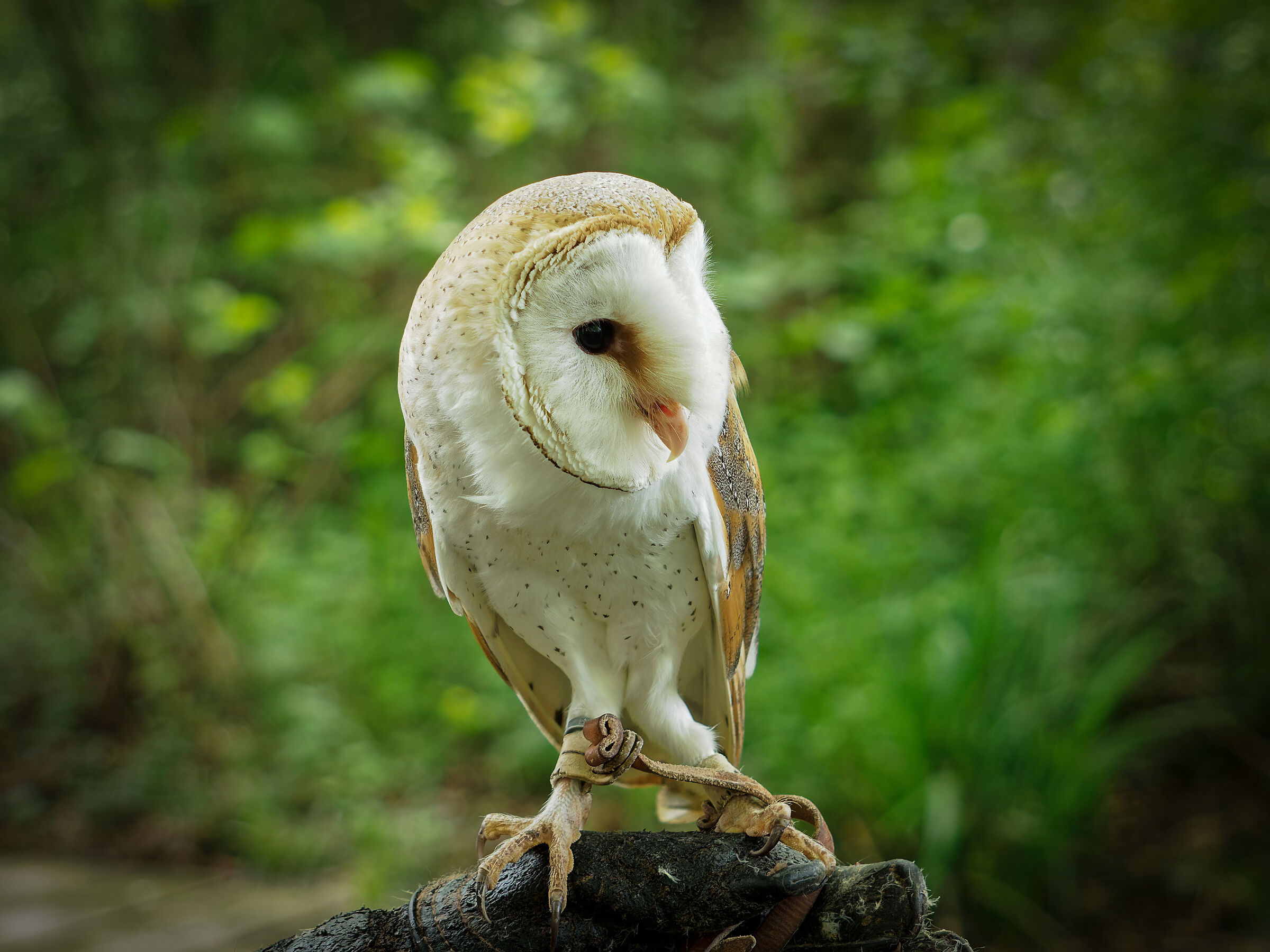 Common barn owl