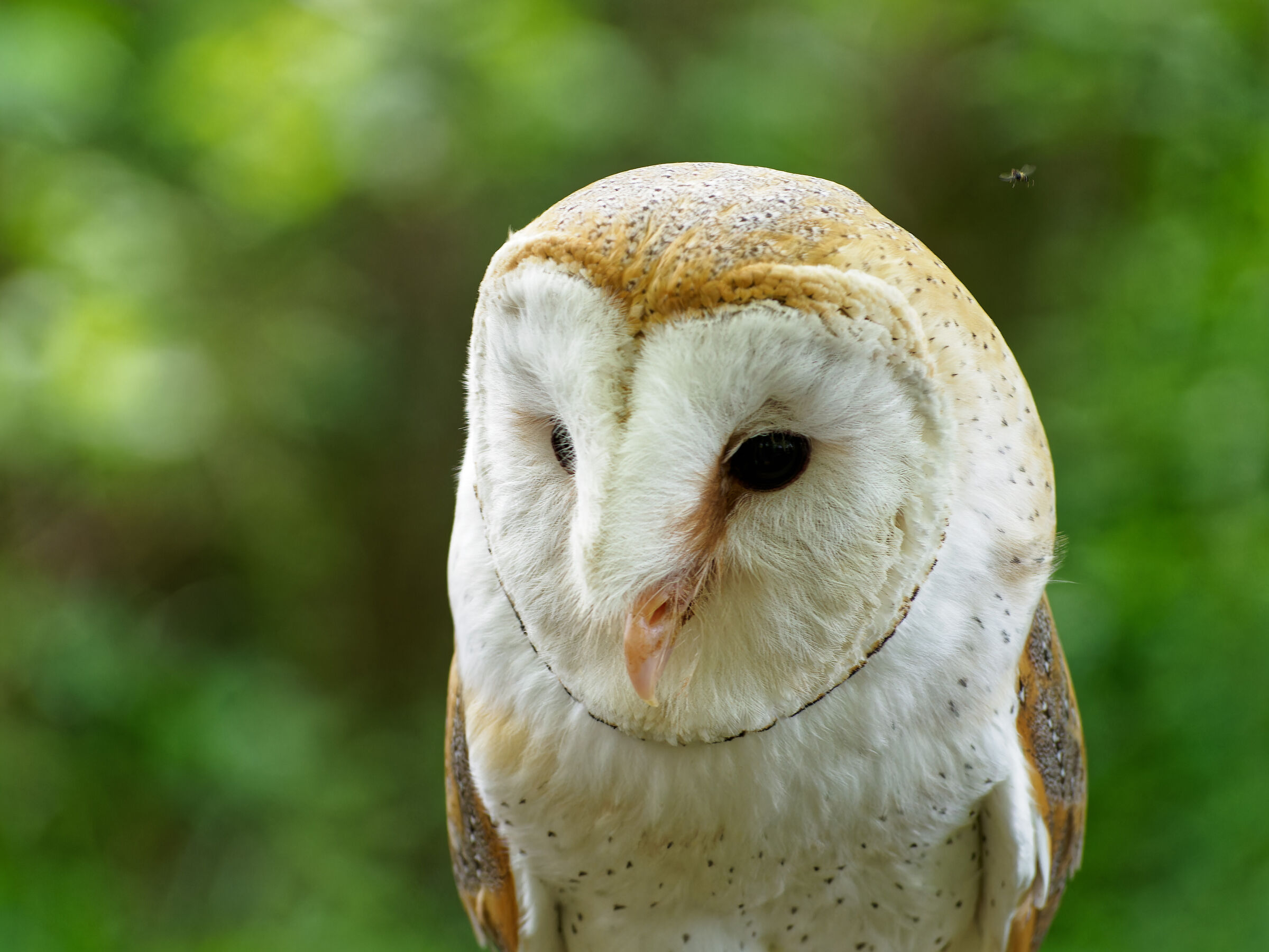 L'eleganza di un Barbagianni