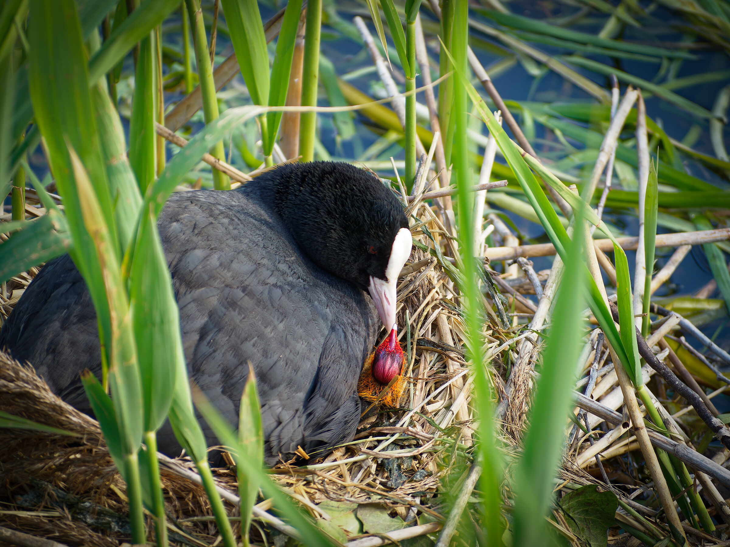 Una folaga e il suo pulcino