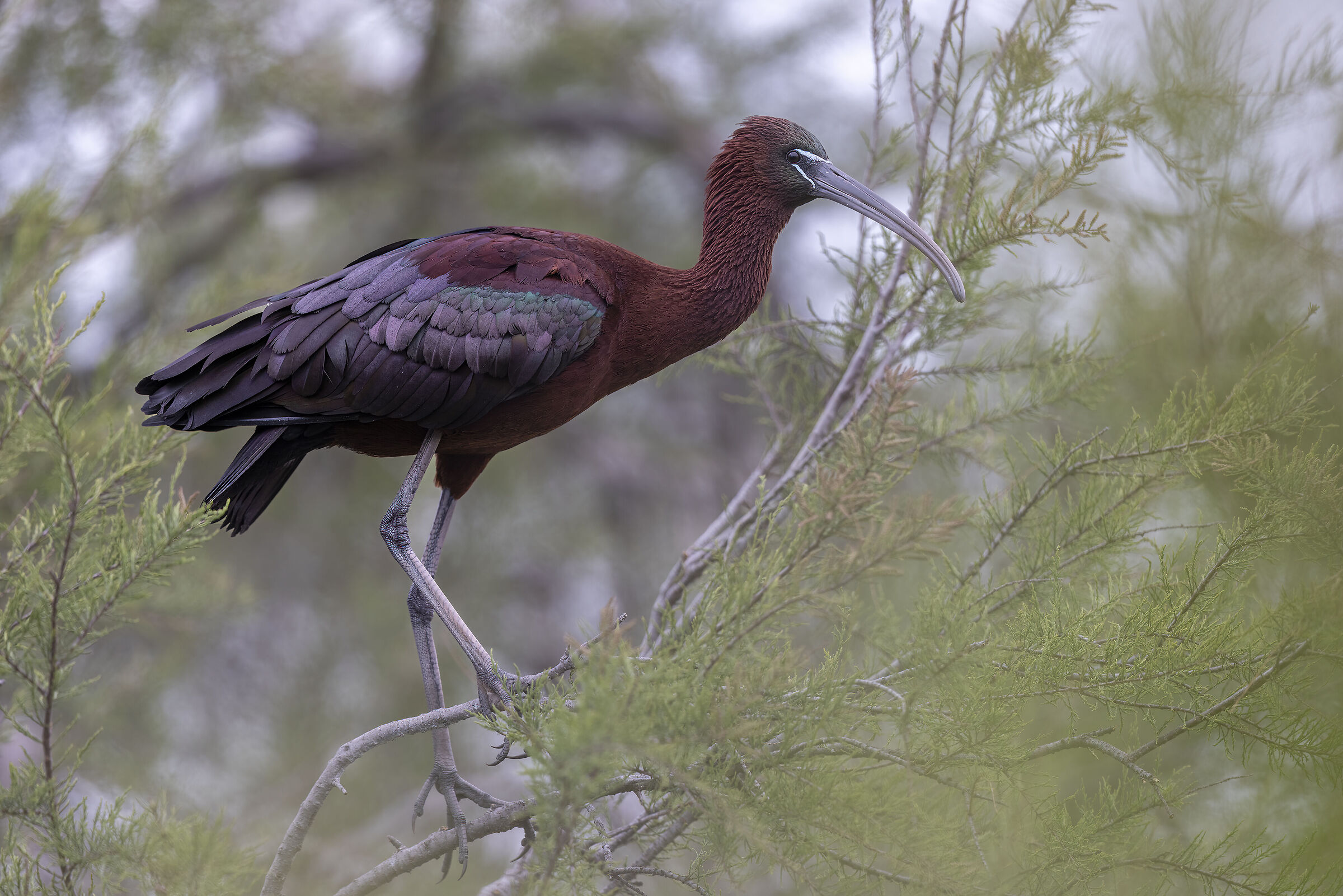 Camargue 2023 Glossy