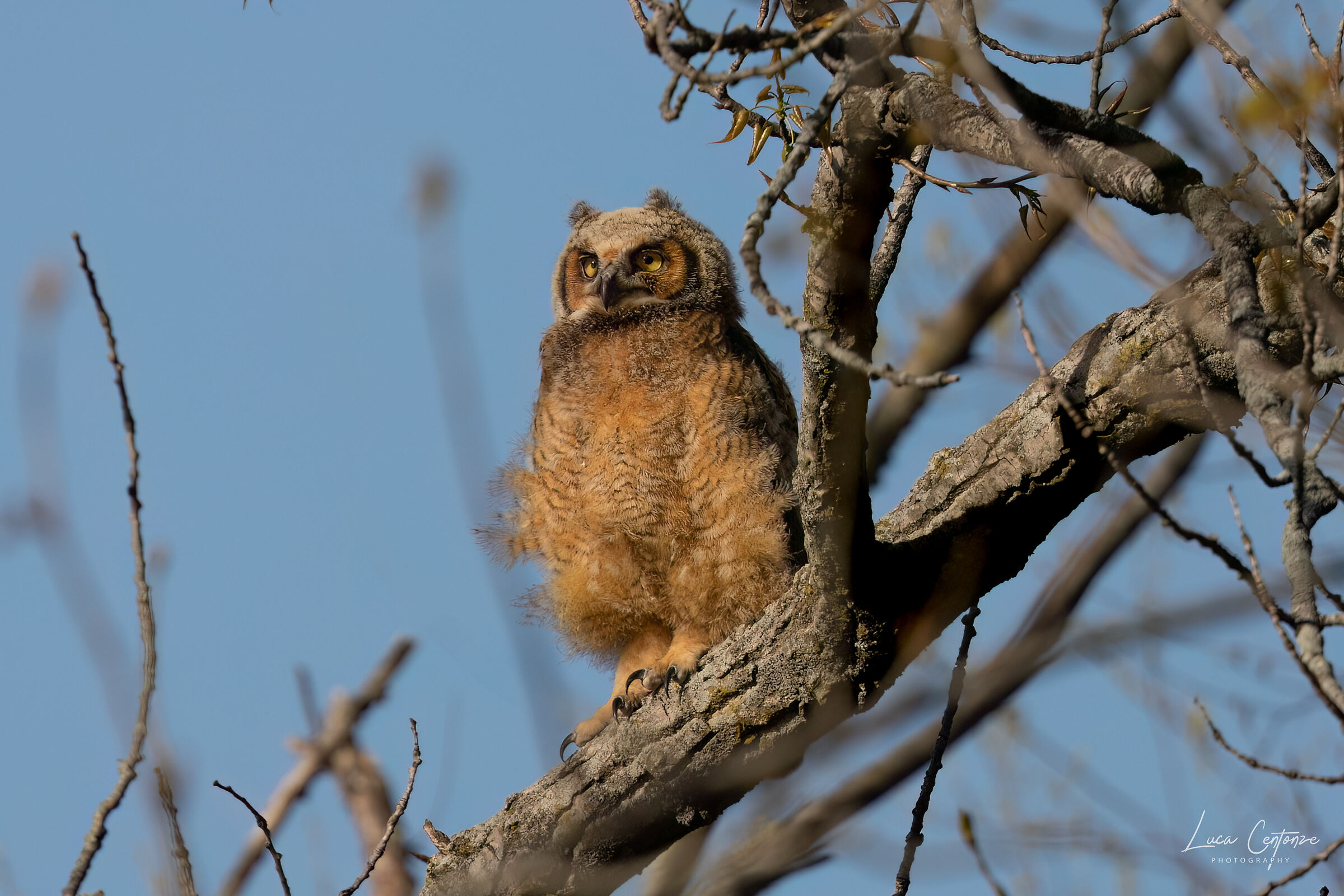 Little Great Horned Owl