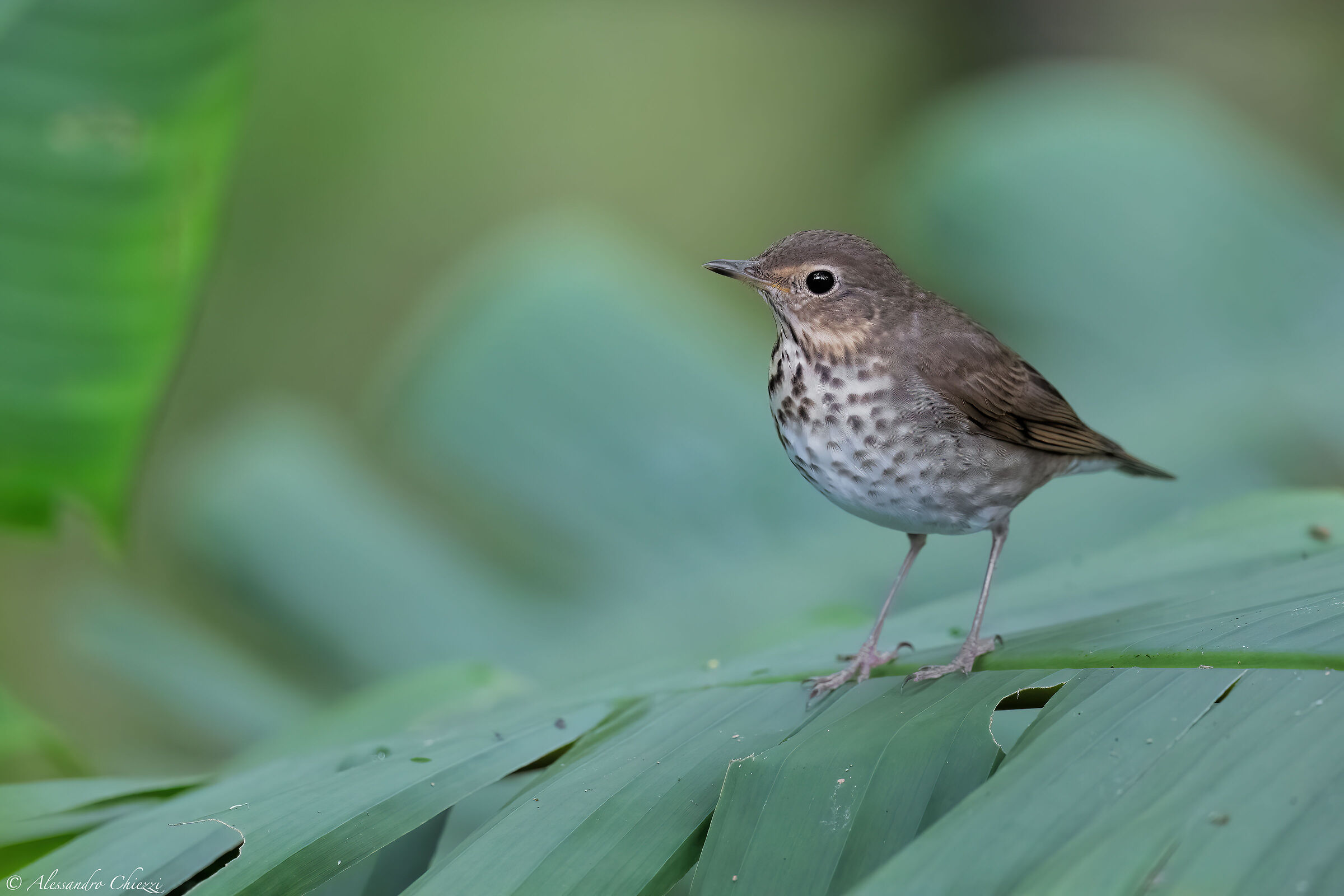 Swainson Thrush