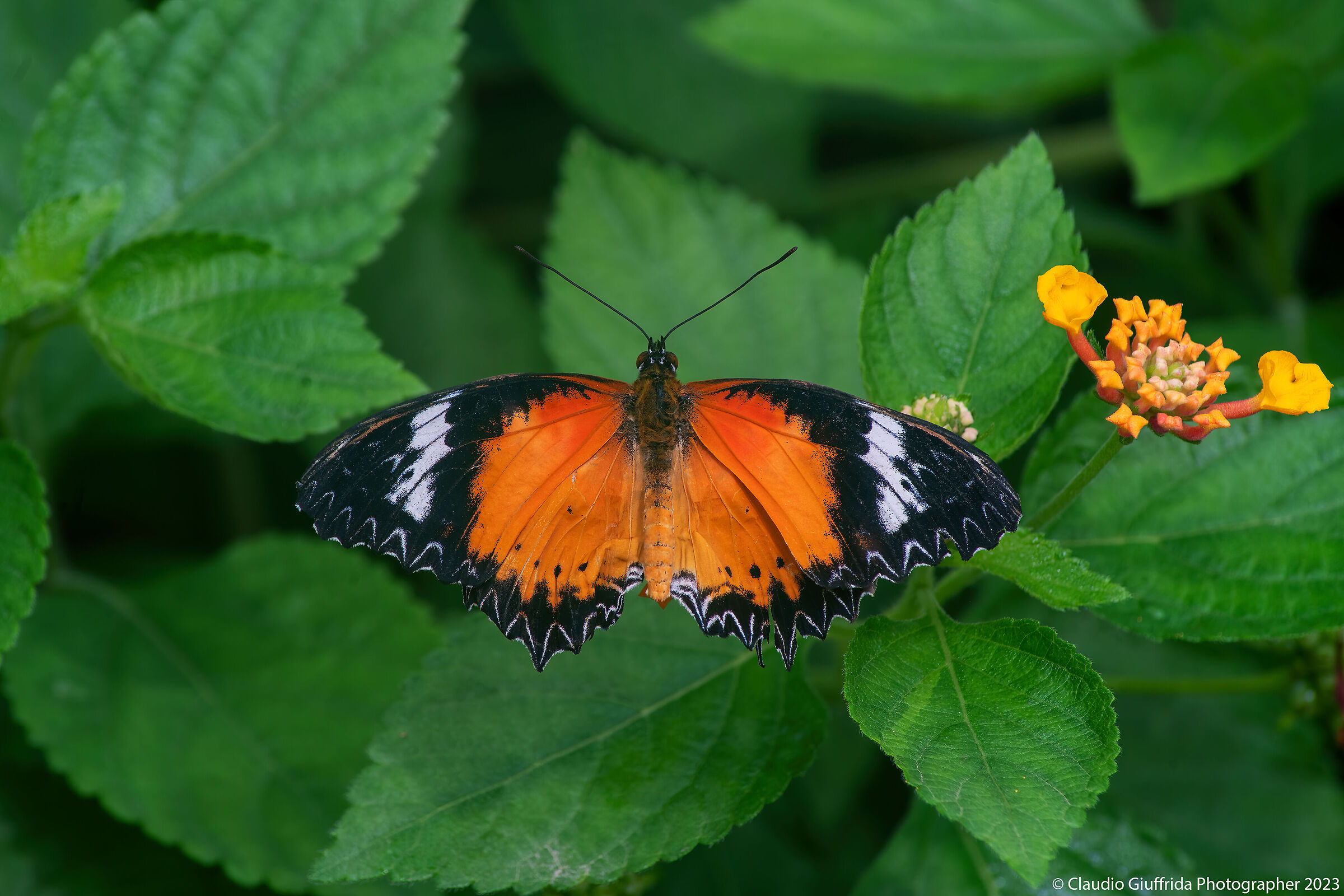 Cethosia cydippe