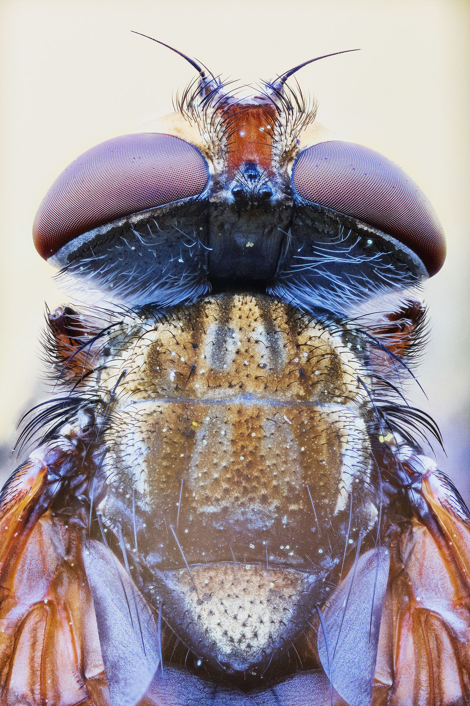 Ectophasia crassipennis