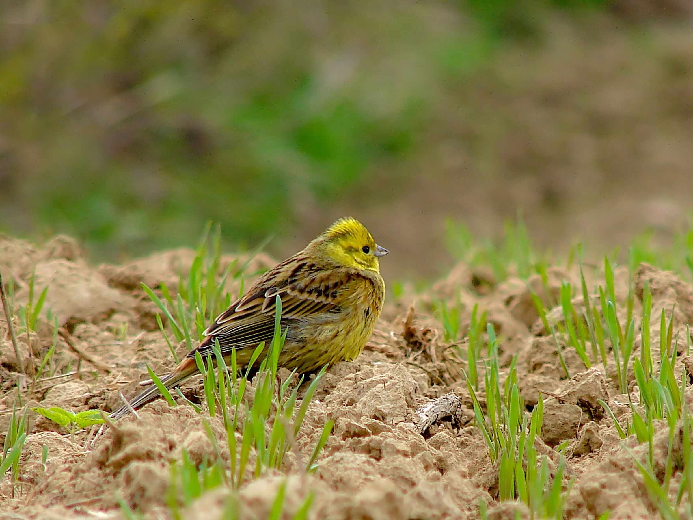 Emberiza citrinella