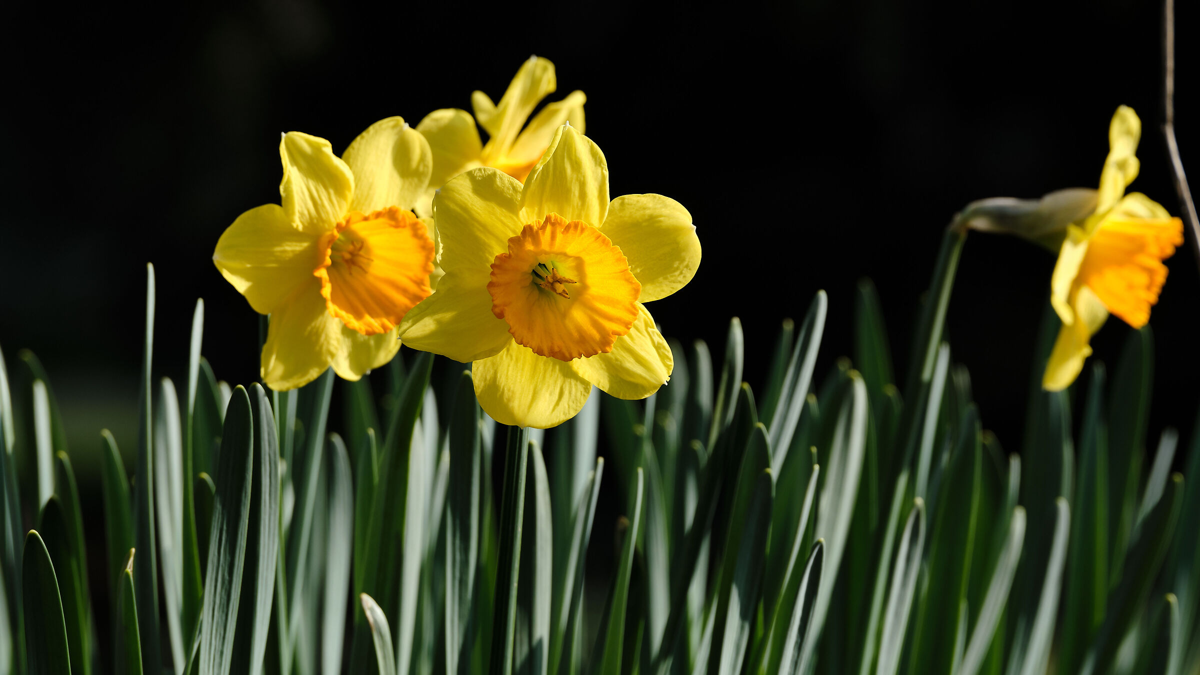 Narcissus pseudonarcissus