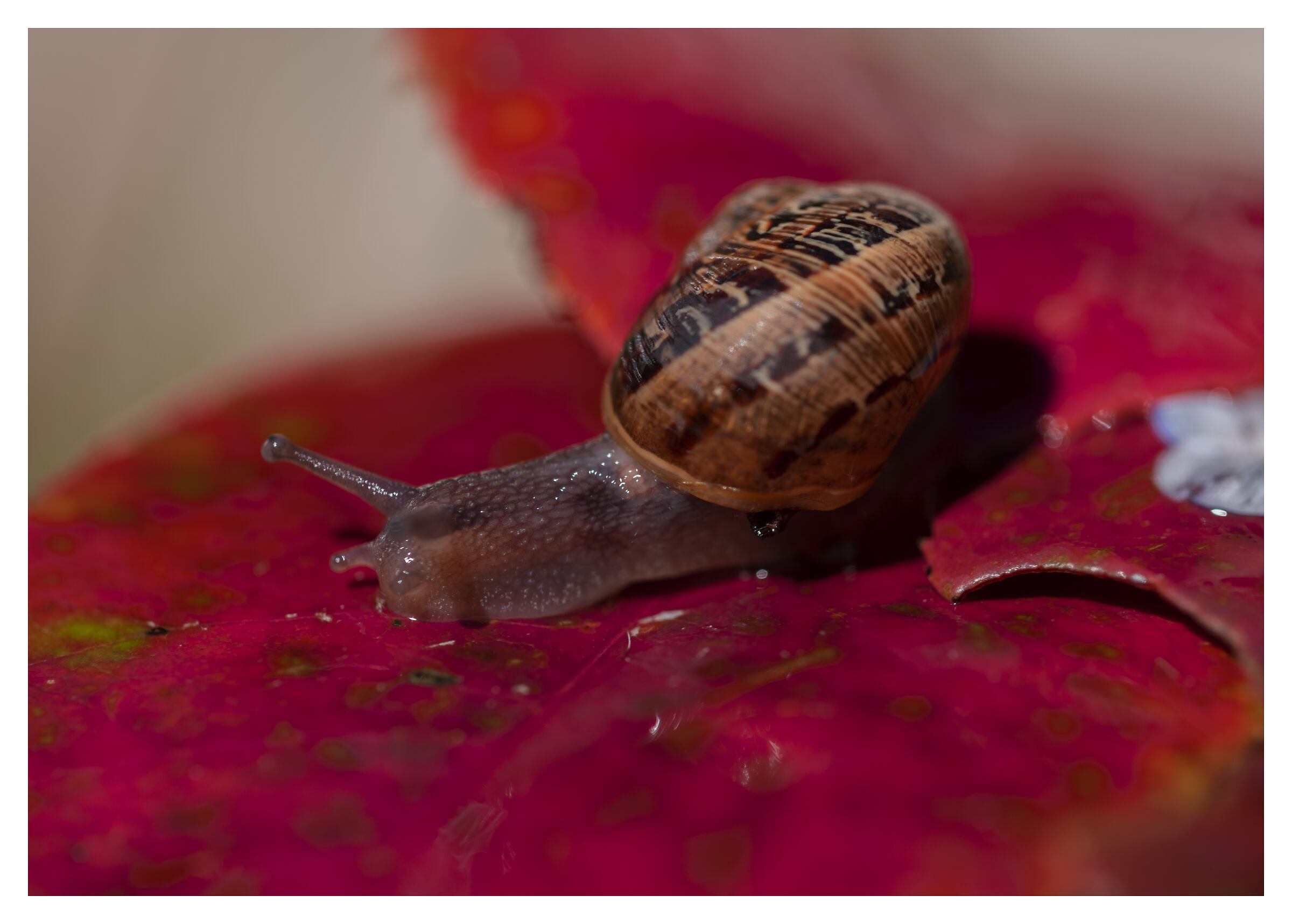 Mi faccio un giretto