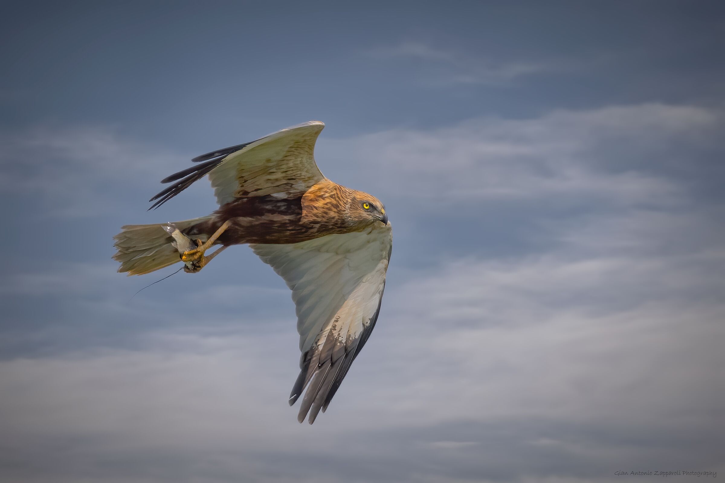 Il Falco di palude imita il Falco pescatore