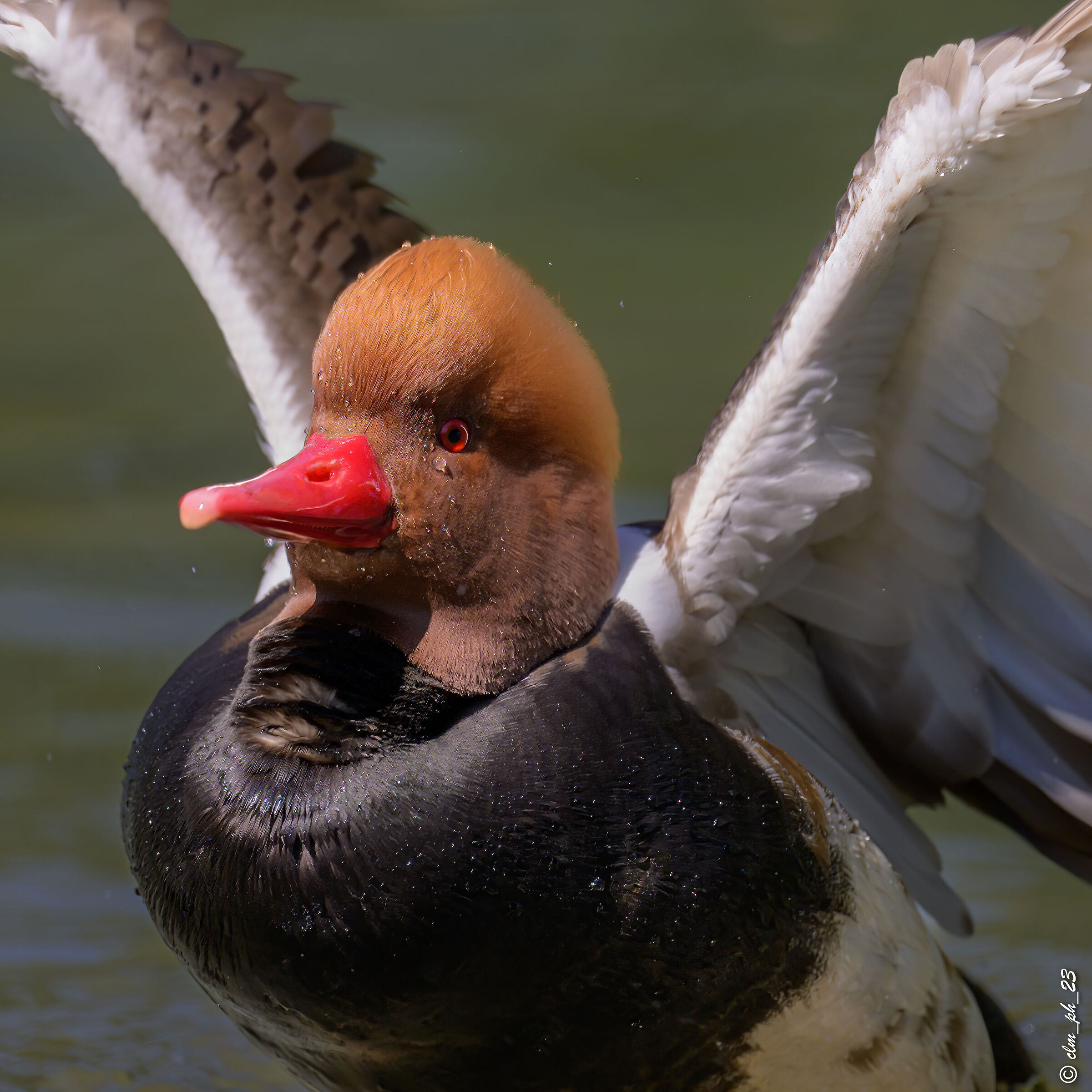 Red-crested pochard
