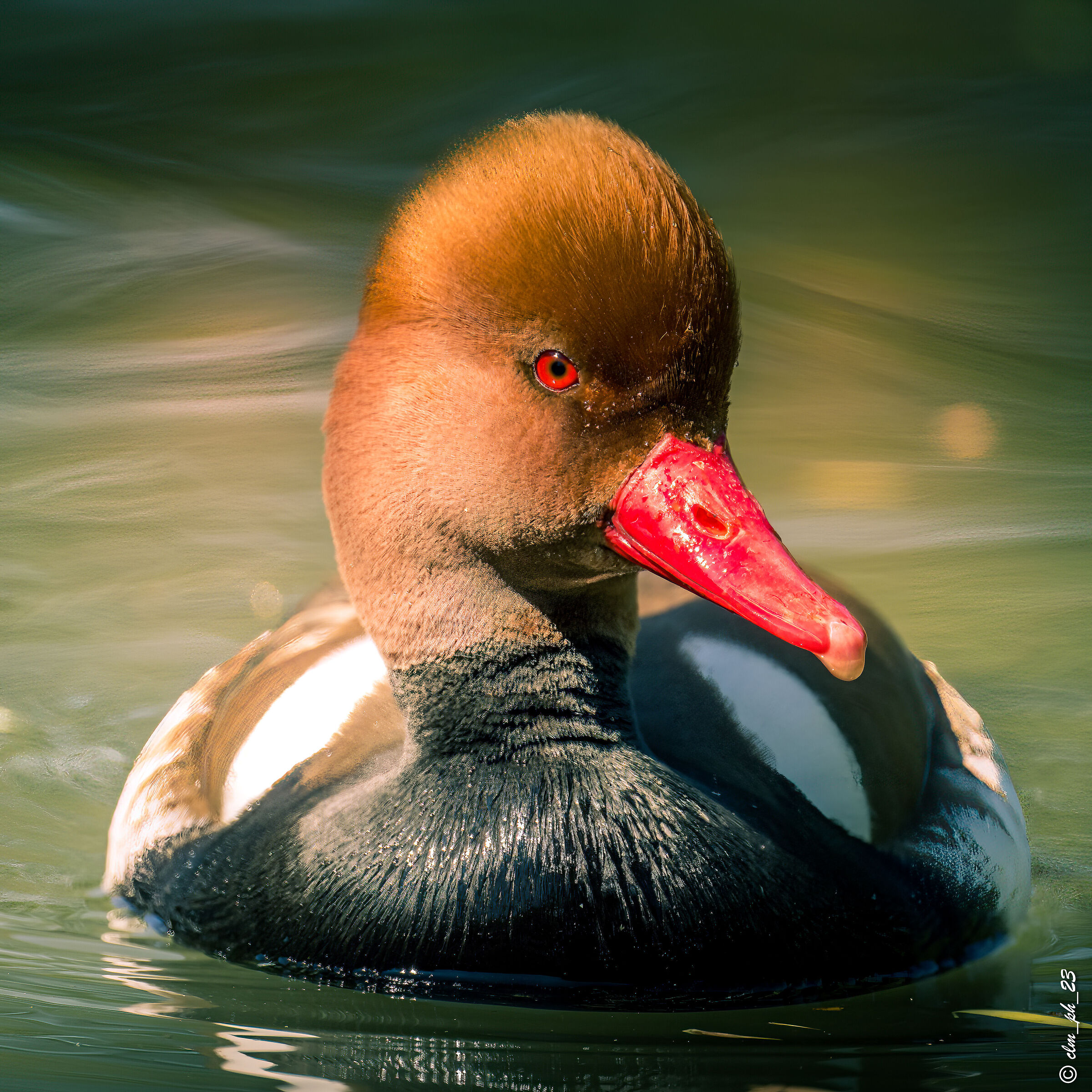 Red-crested pochard