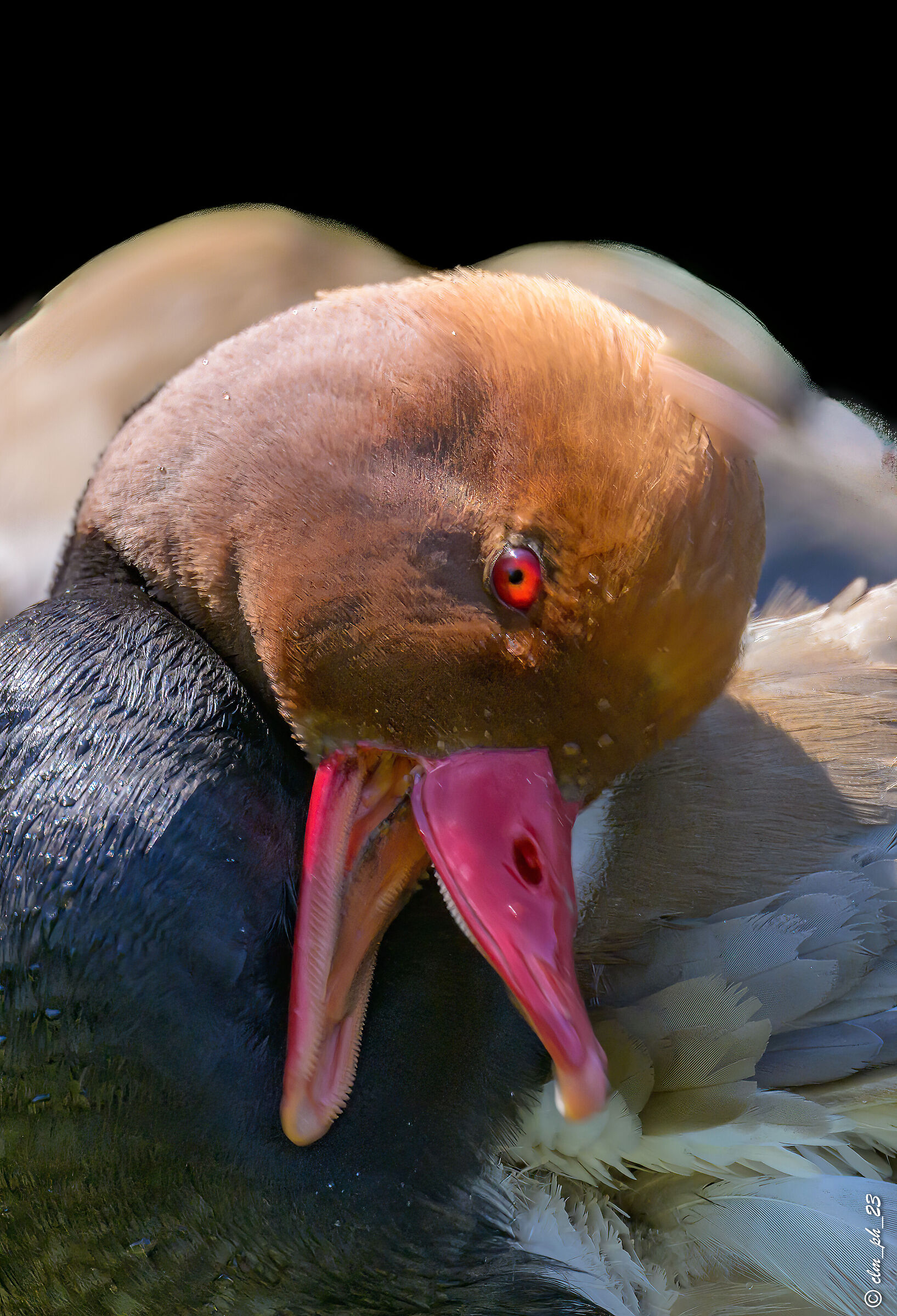 Red-crested pochard
