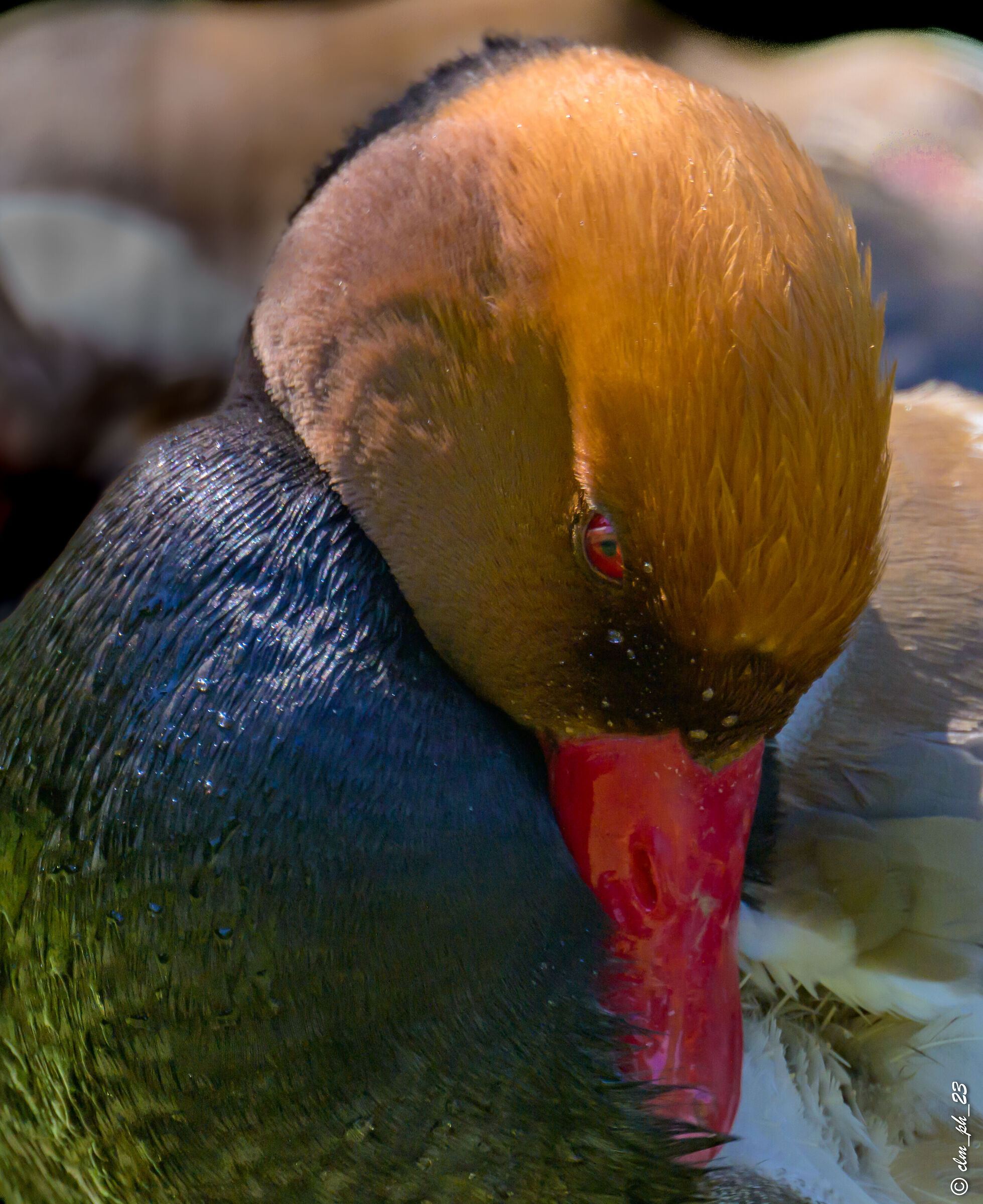 Red-crested pochard