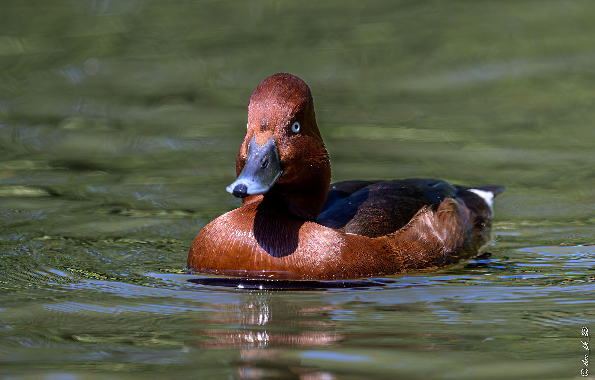 Red-crested pochard
