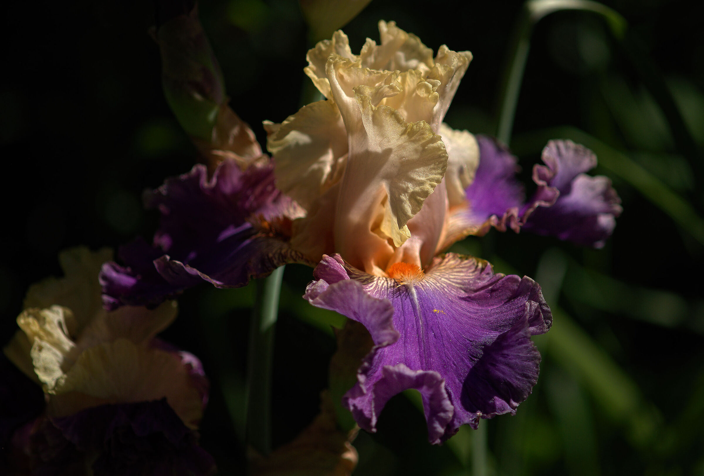 Iris germanica