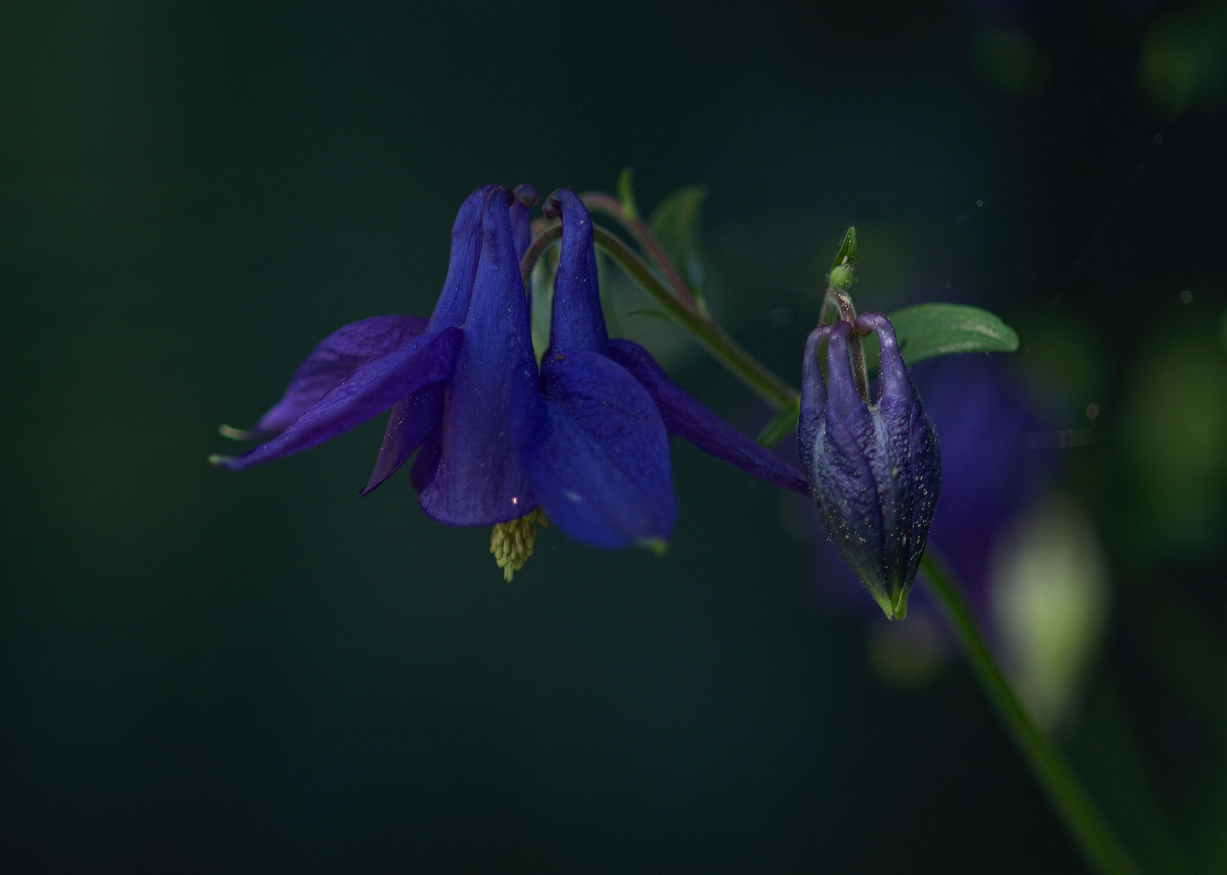 Aquilegia volgare