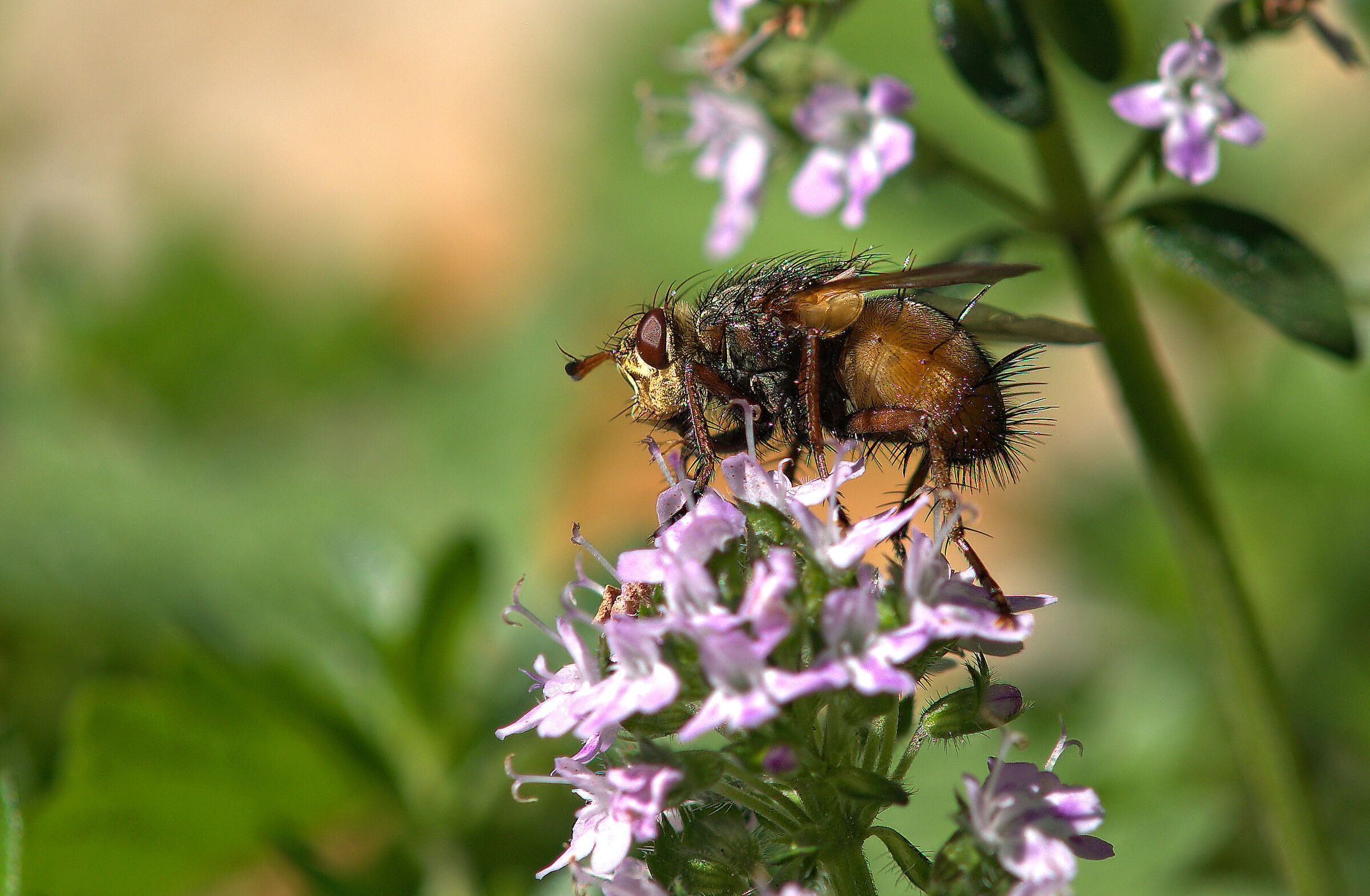 Diptera