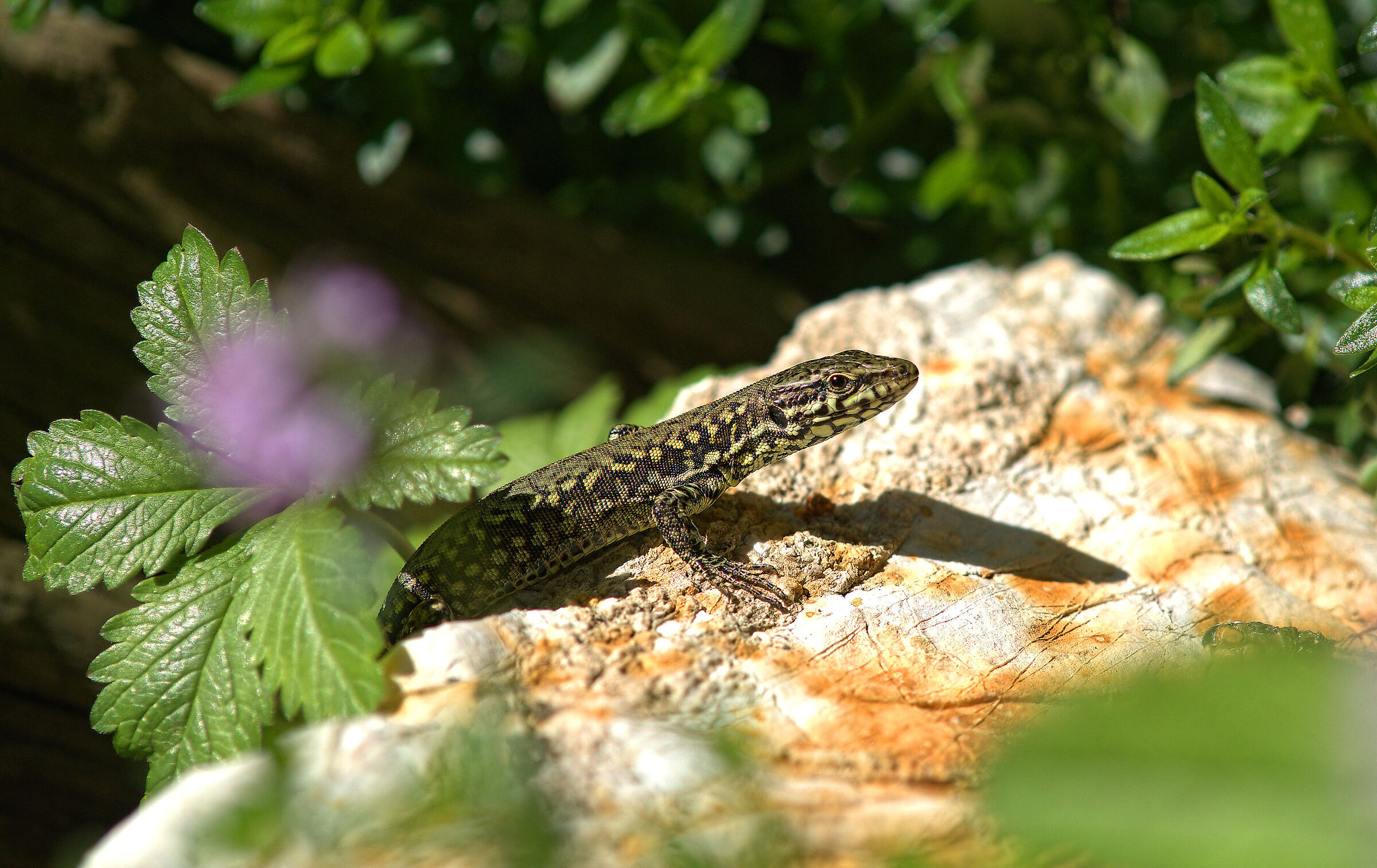 Wall lizard