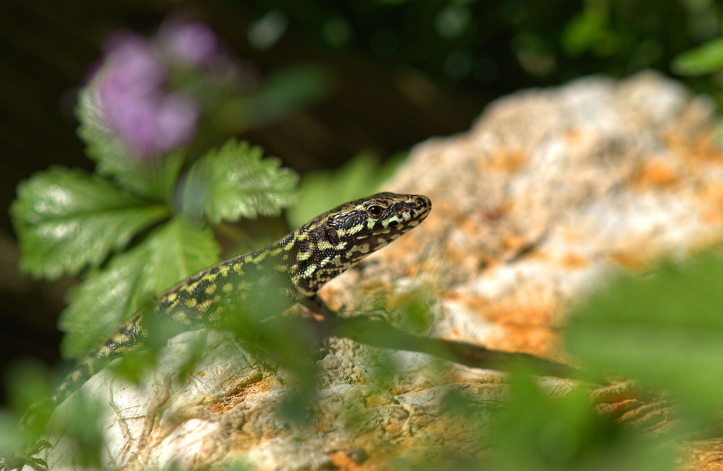 Wall lizard