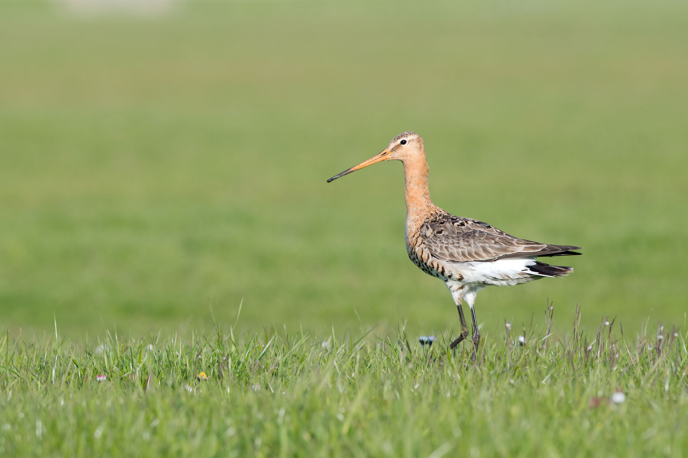 Godwit