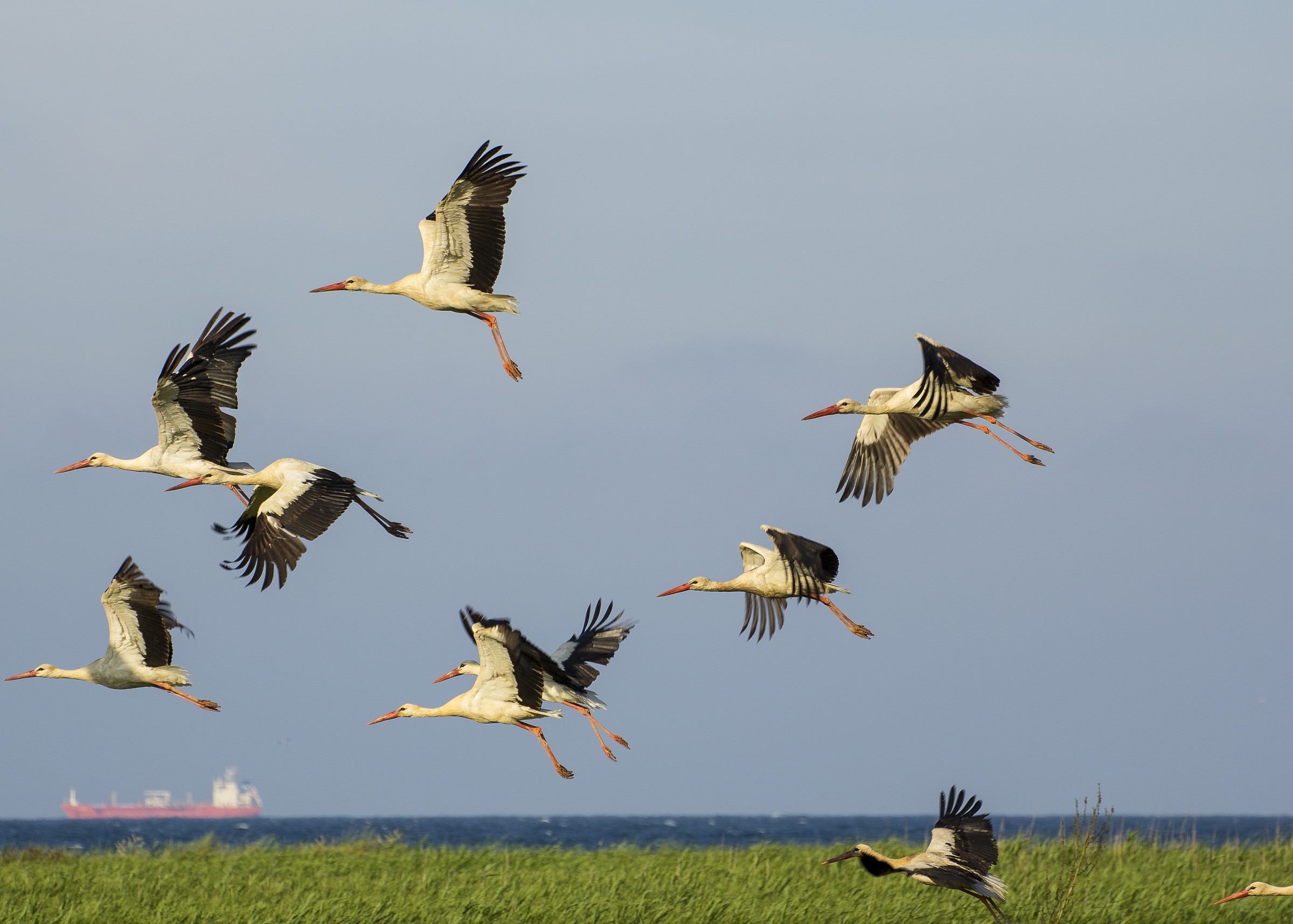 despite many .. there is a decline in the birthrate