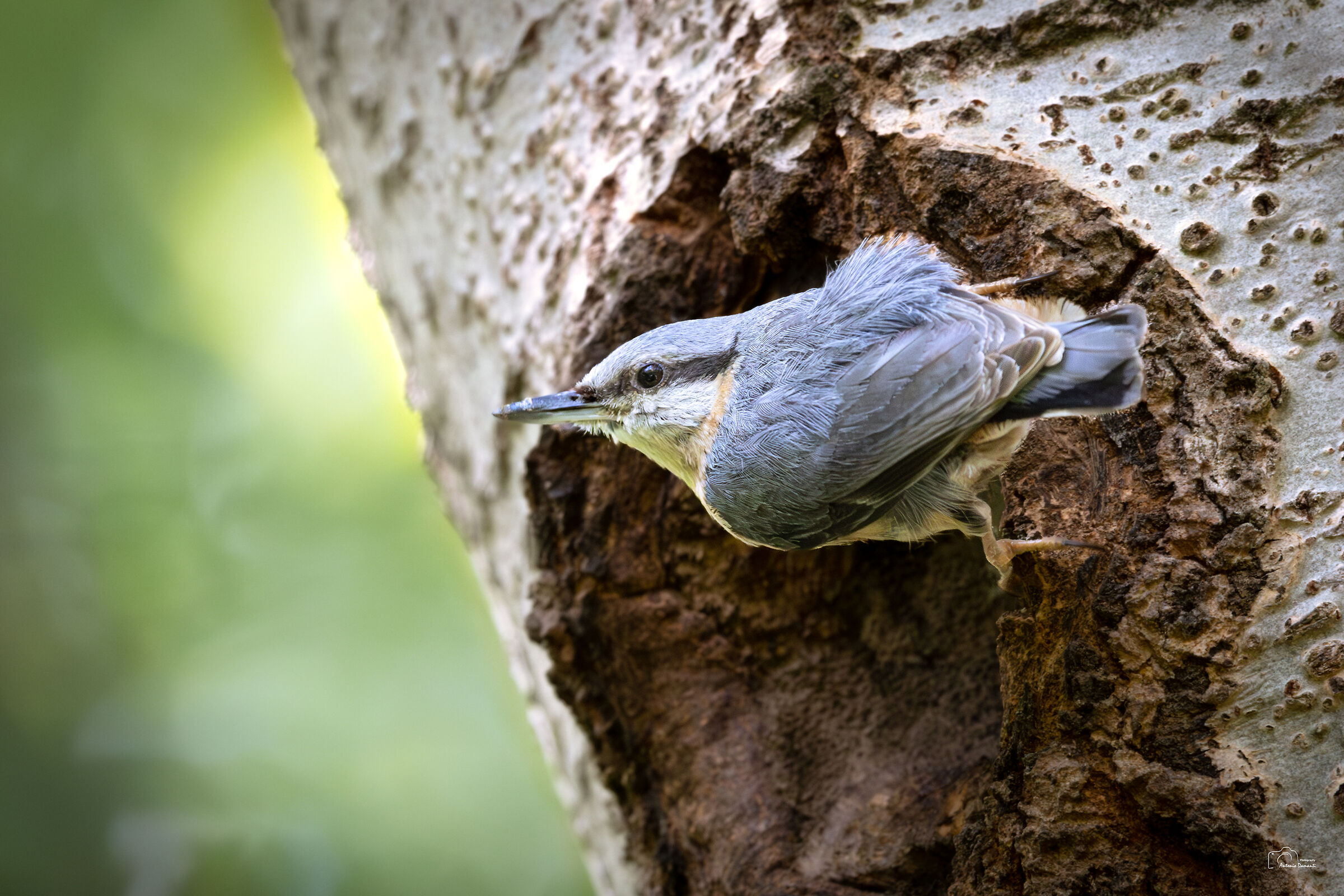 Nuthatch in an unusual position