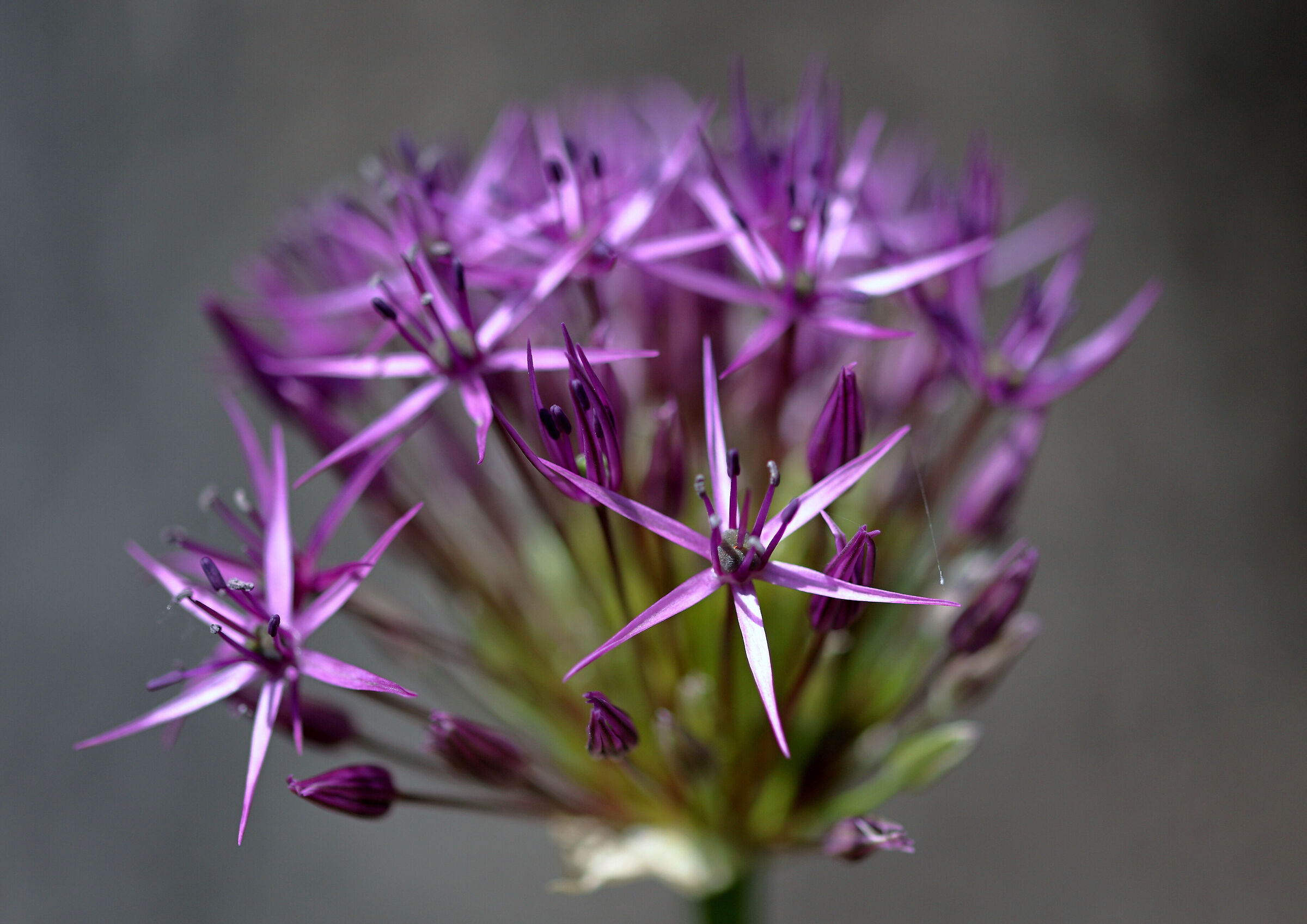 Allium Cristophii