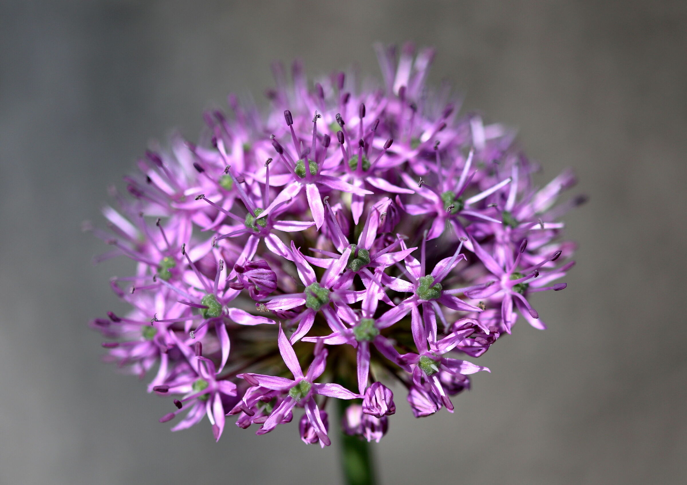 Allium Purple Sensation