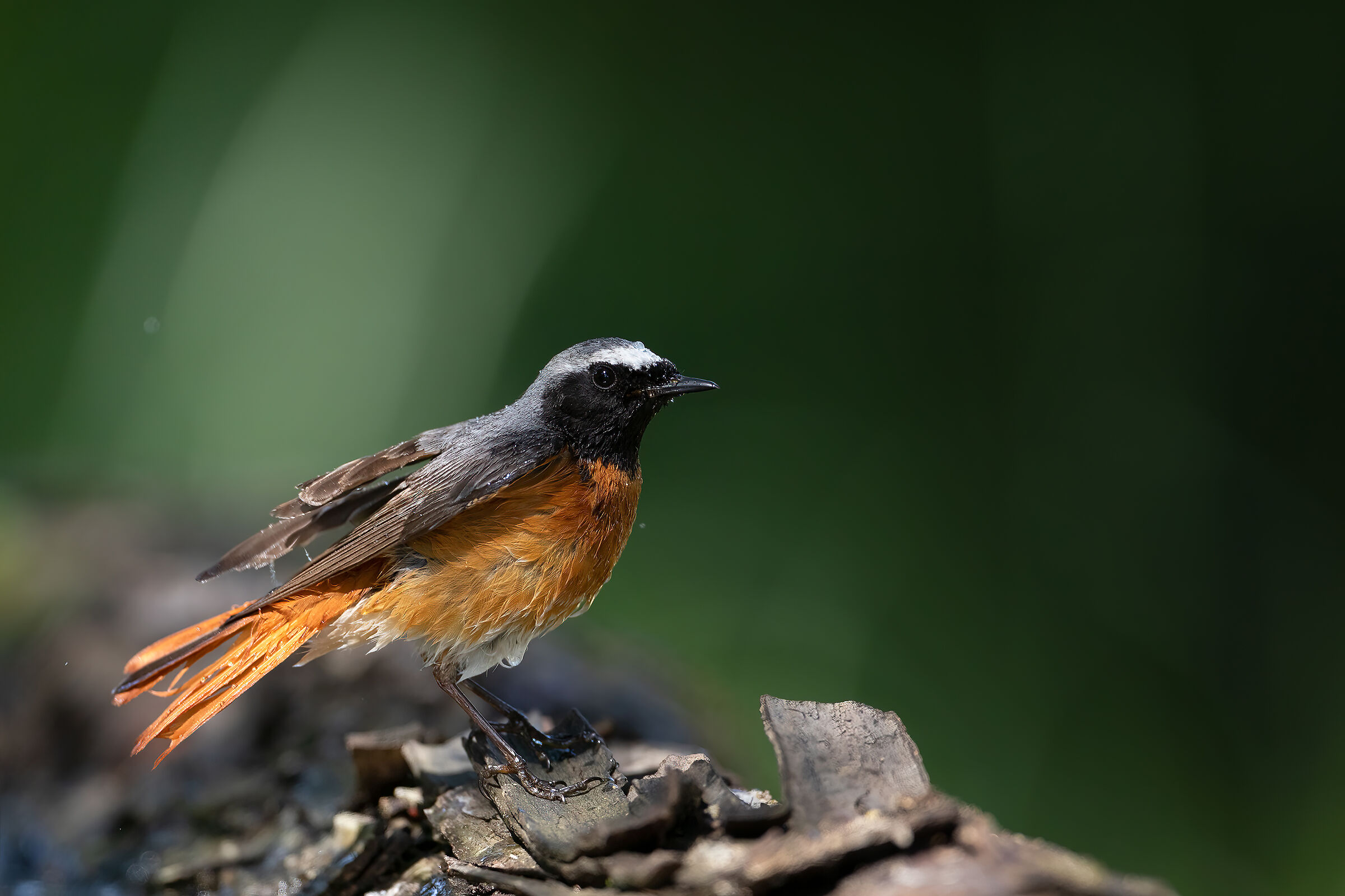 Redstart