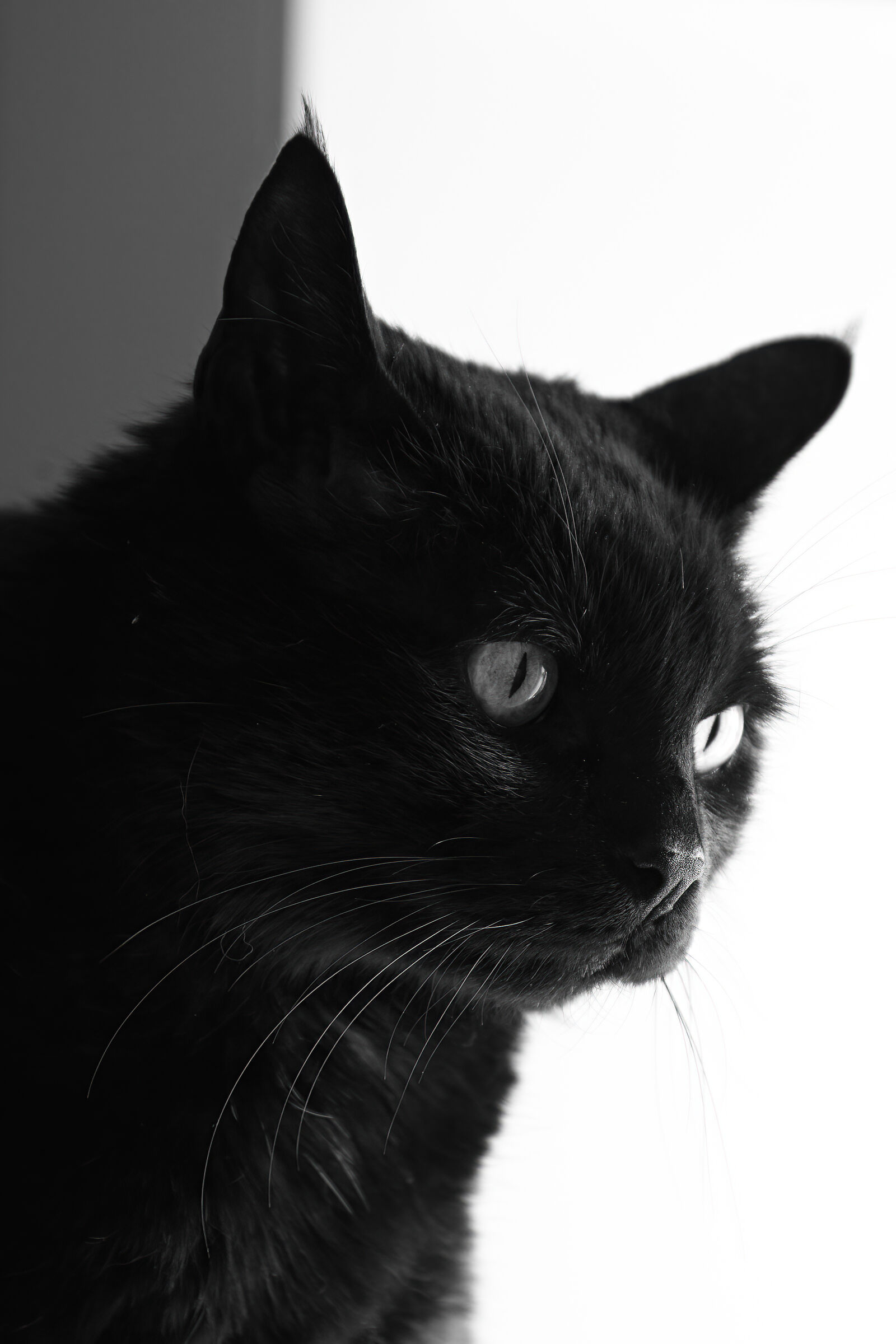 Black mycin