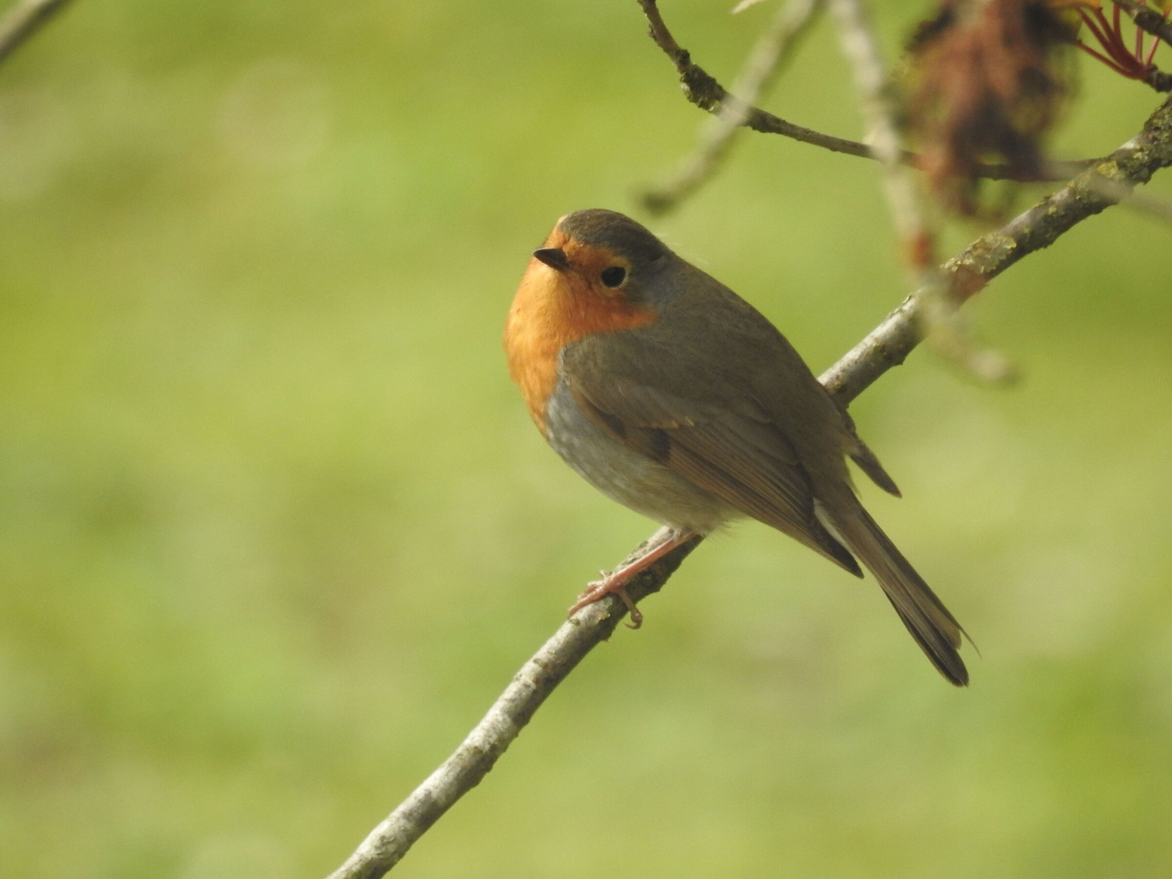 Robin