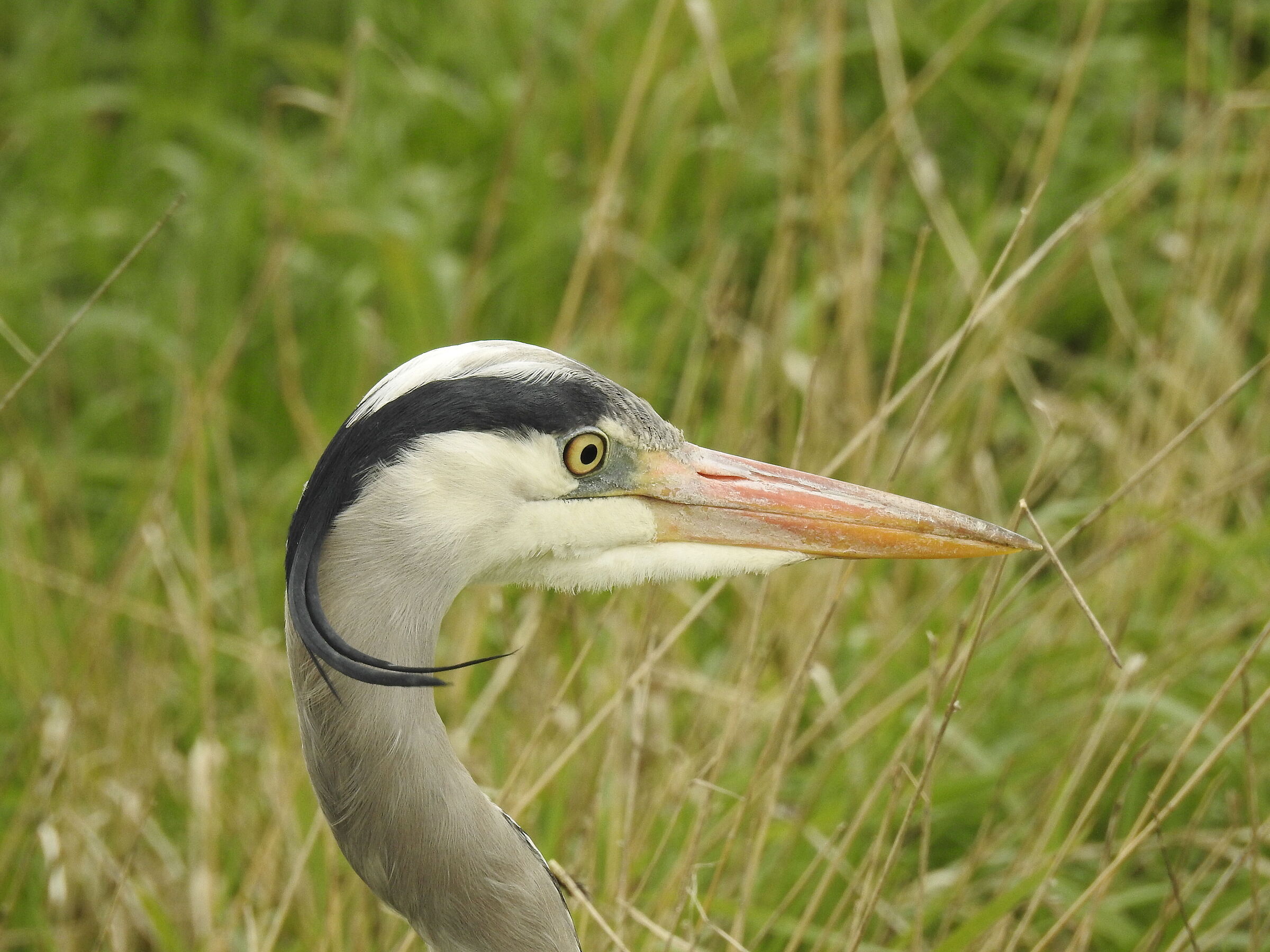 Grey heron