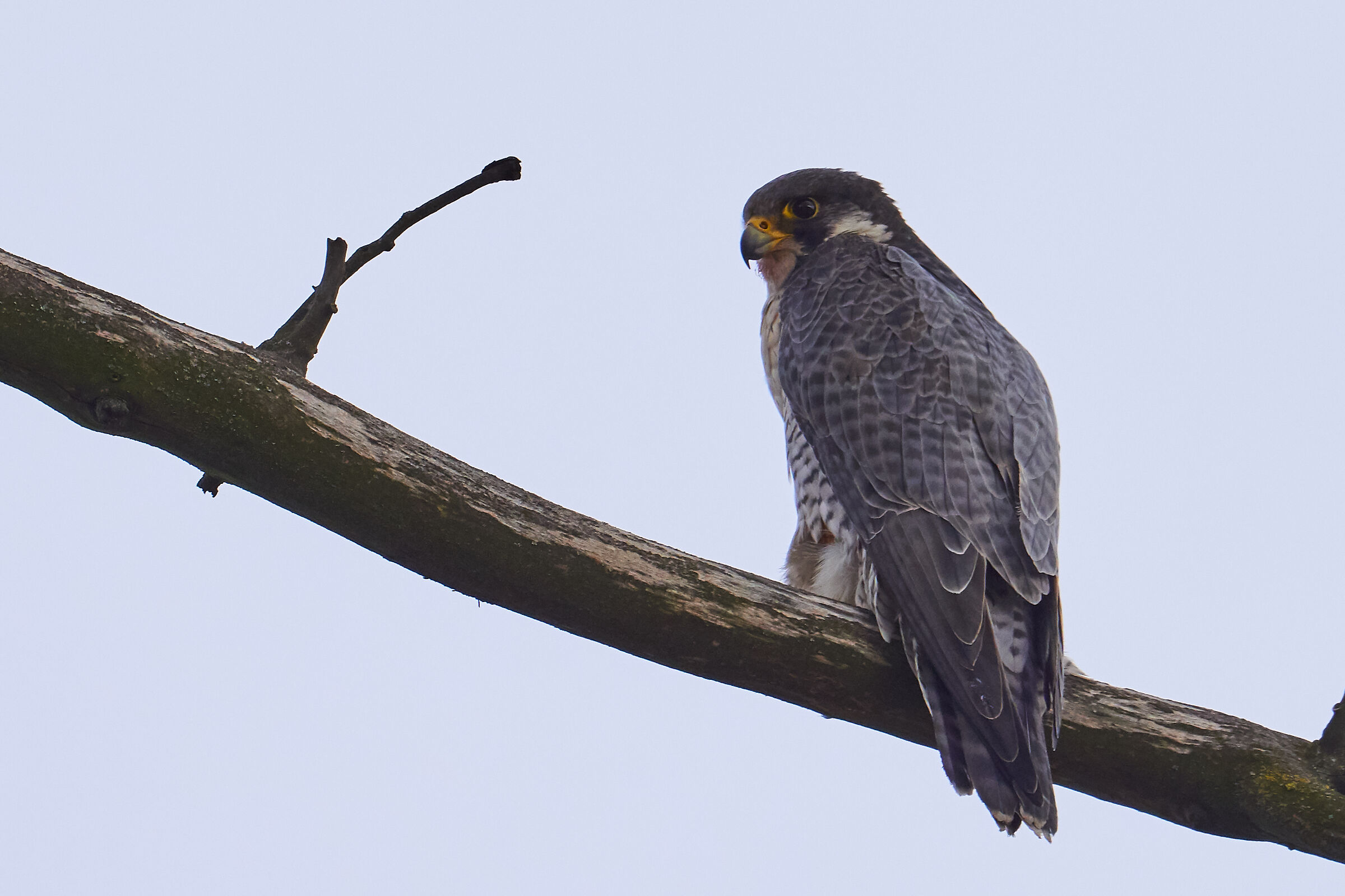 Peregrine falcon  ( Falco peregrine )