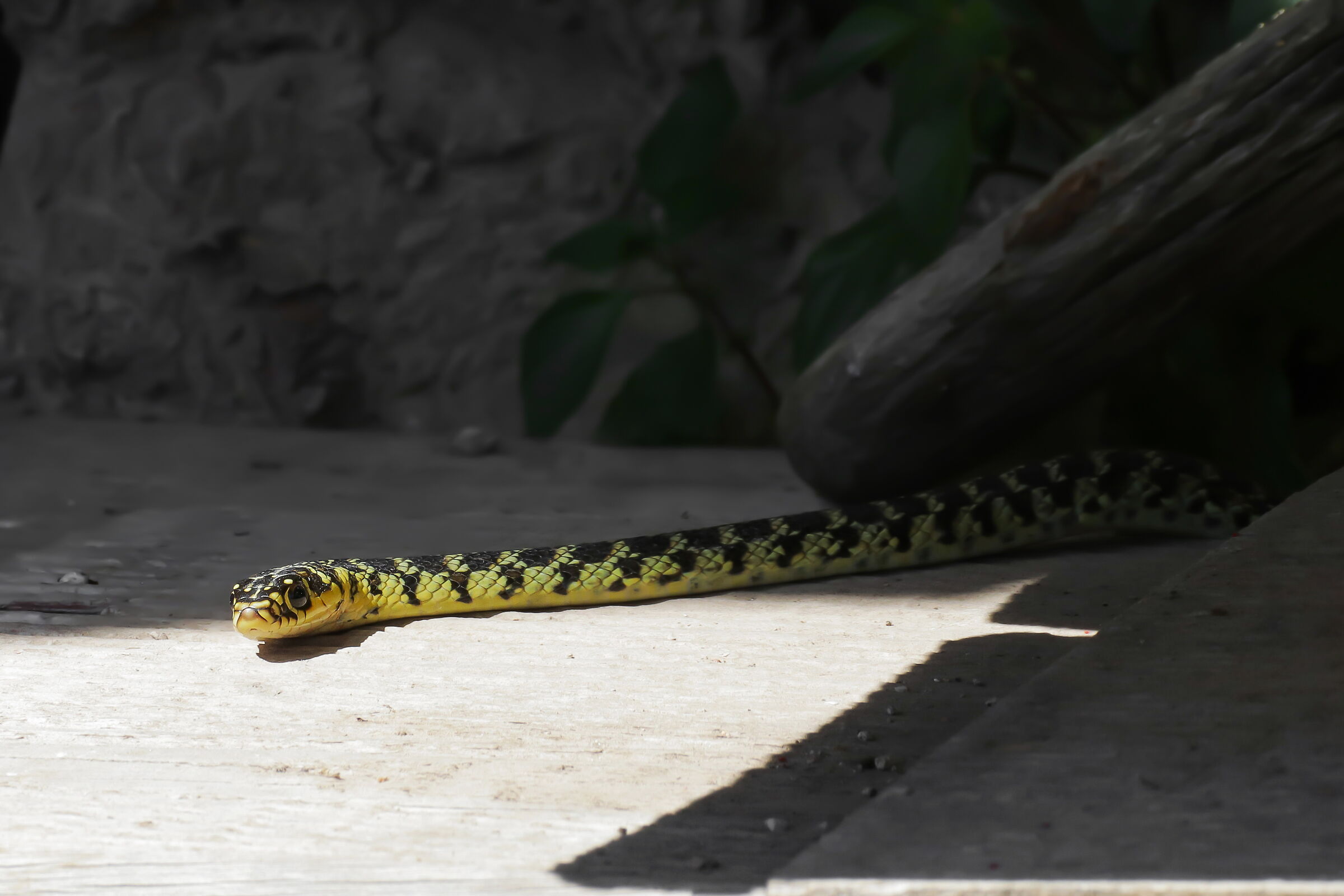 A visitor in the garden