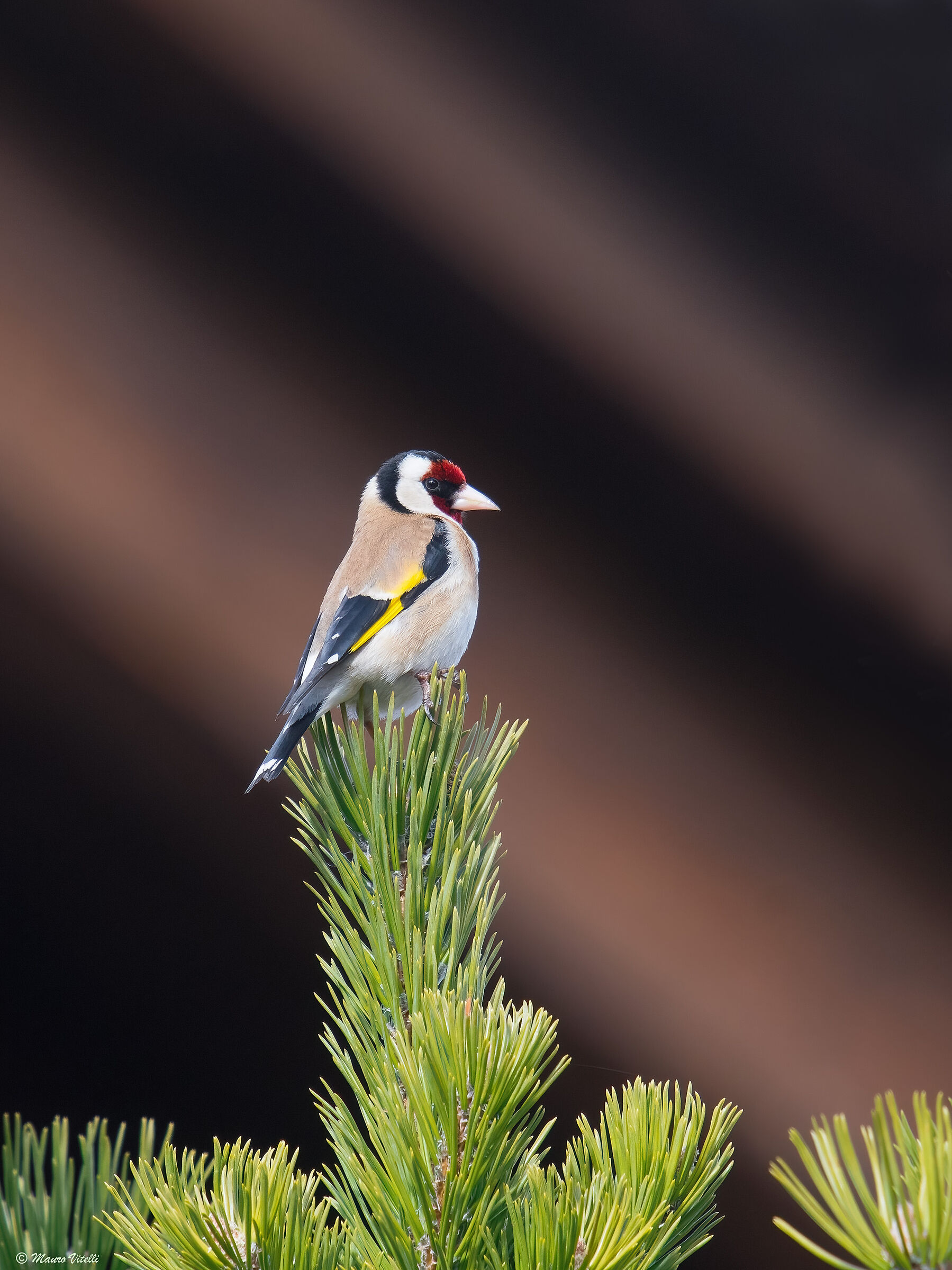 Goldfinch (Carduelis carduelis)