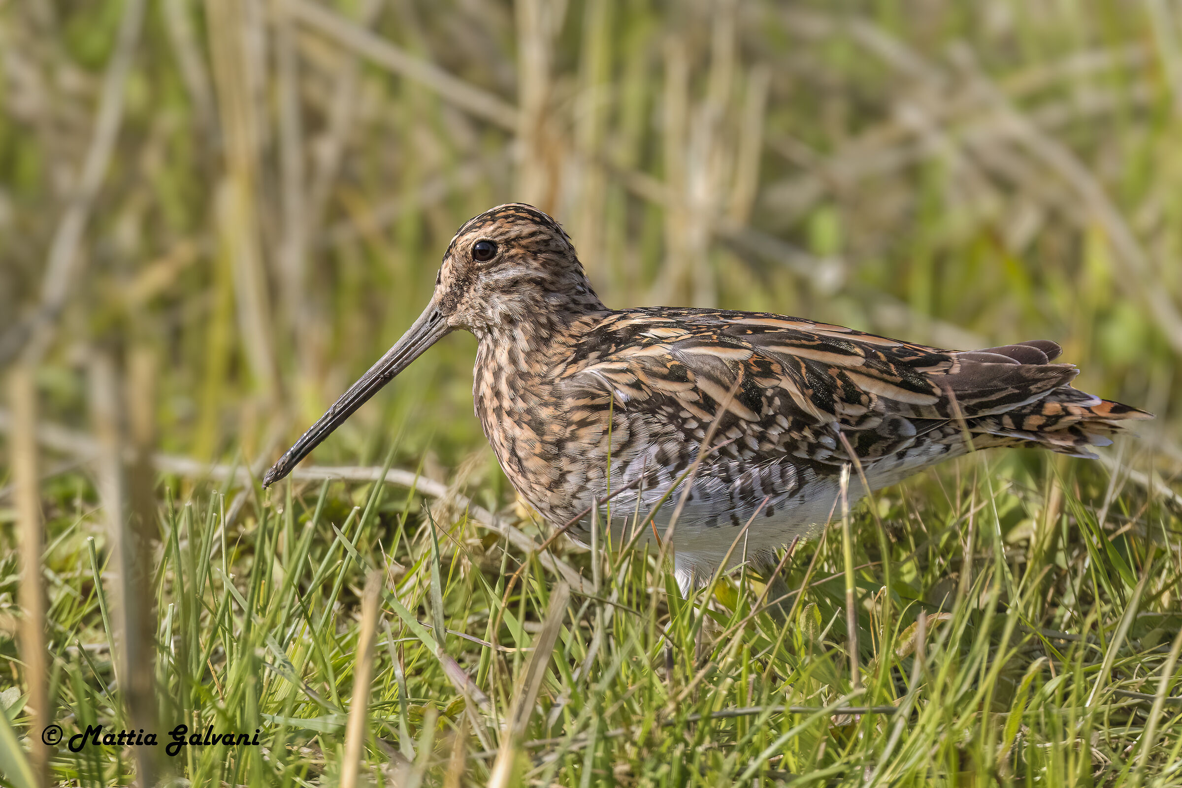 Il mio primo beccaccino