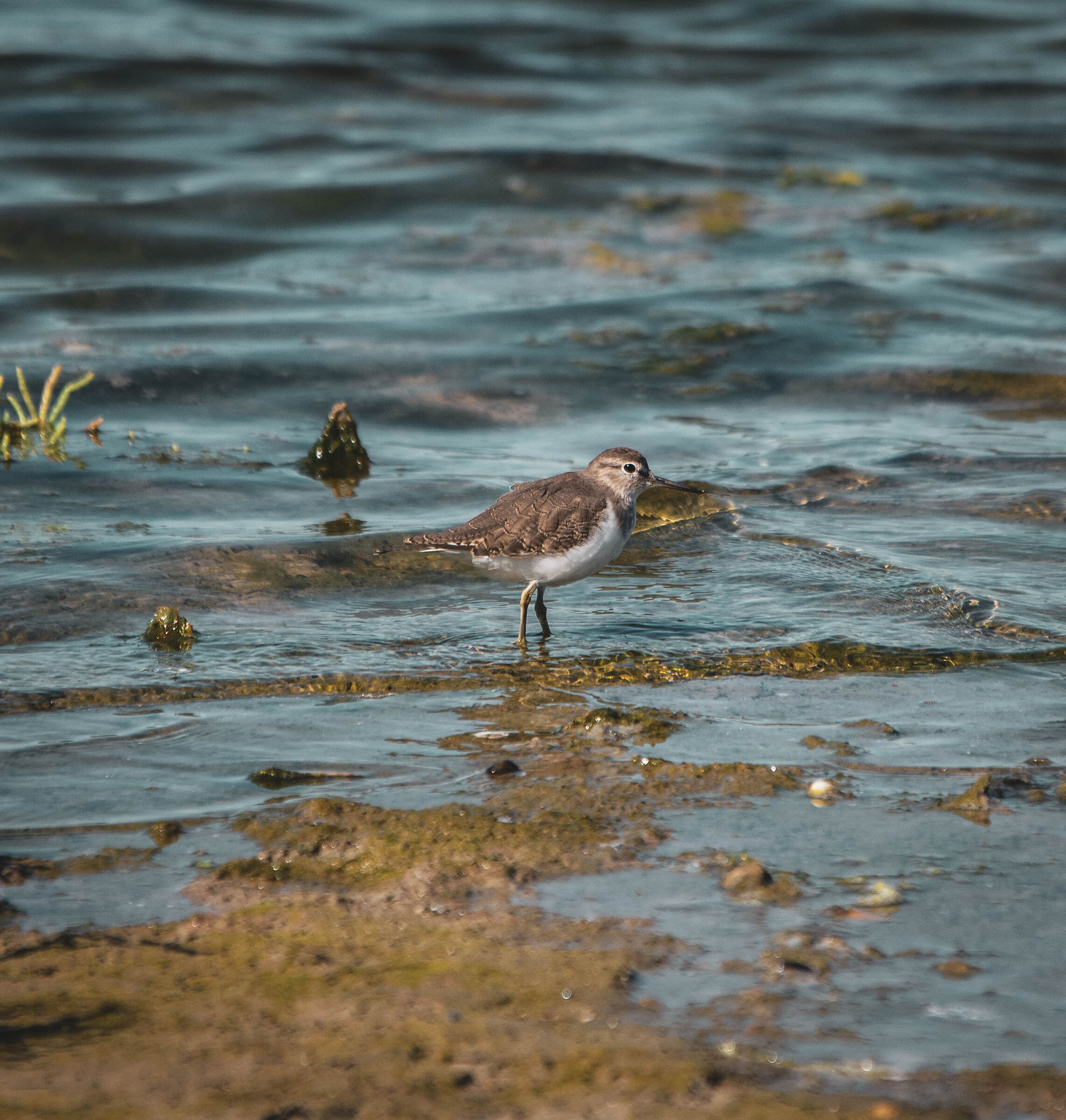 Sandpiper Small Sandpiper