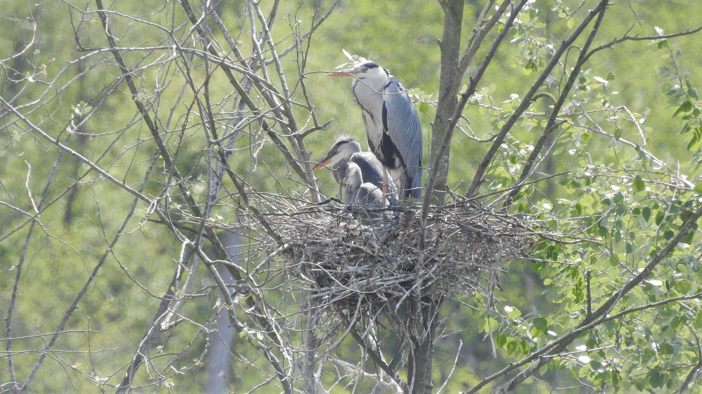 Grey nest
