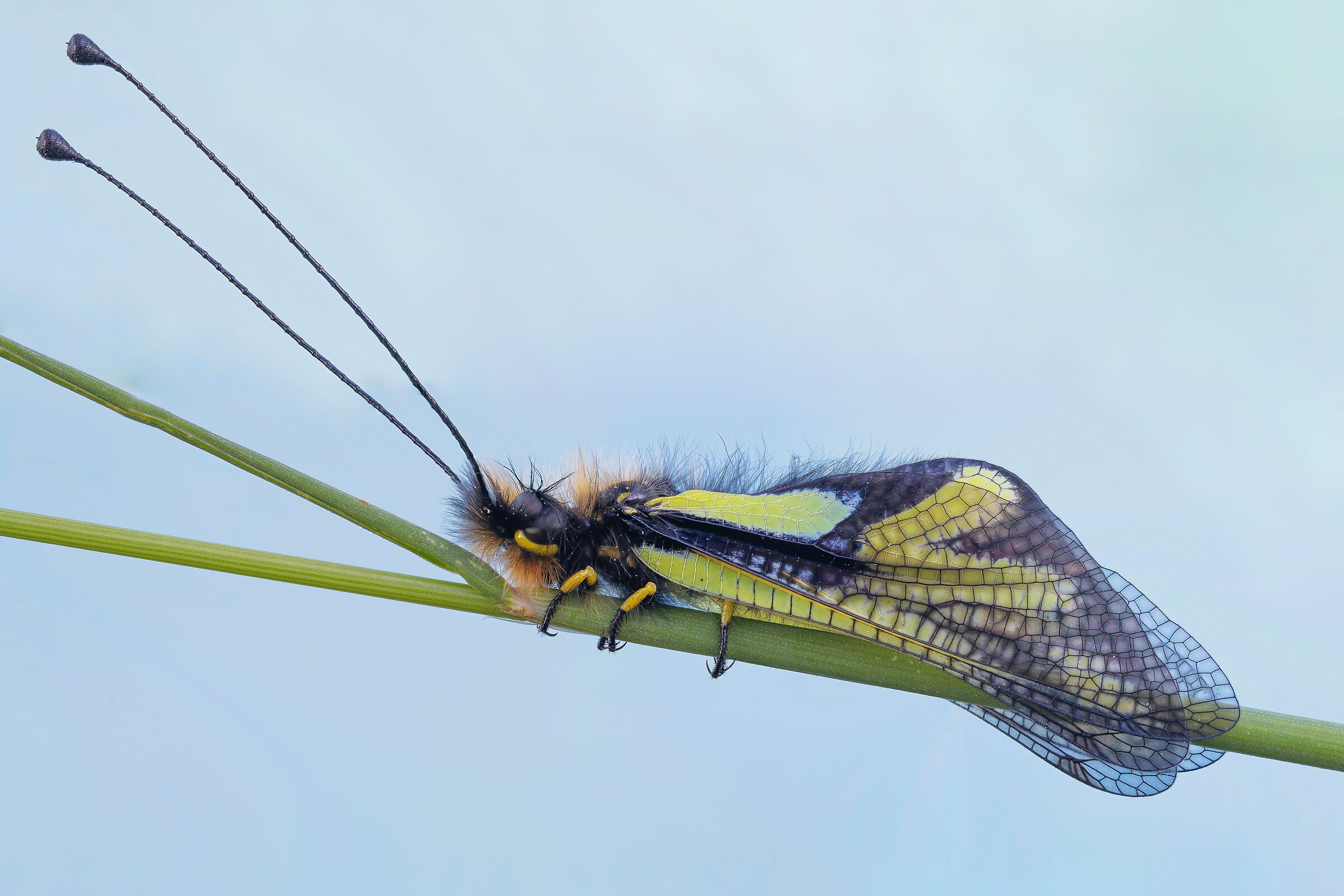 White ascalafo (Libelloides coccajus)