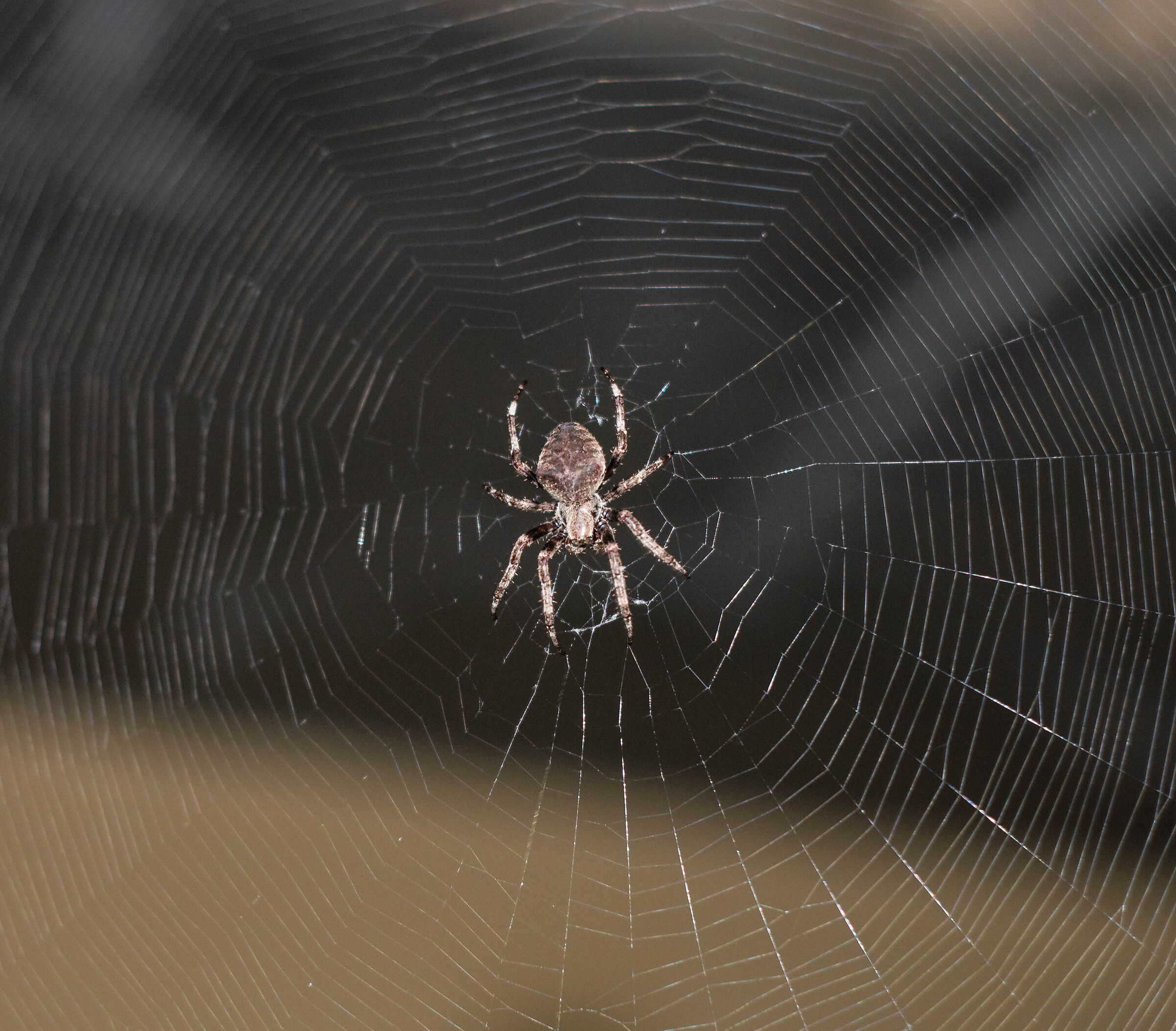 Arachnid