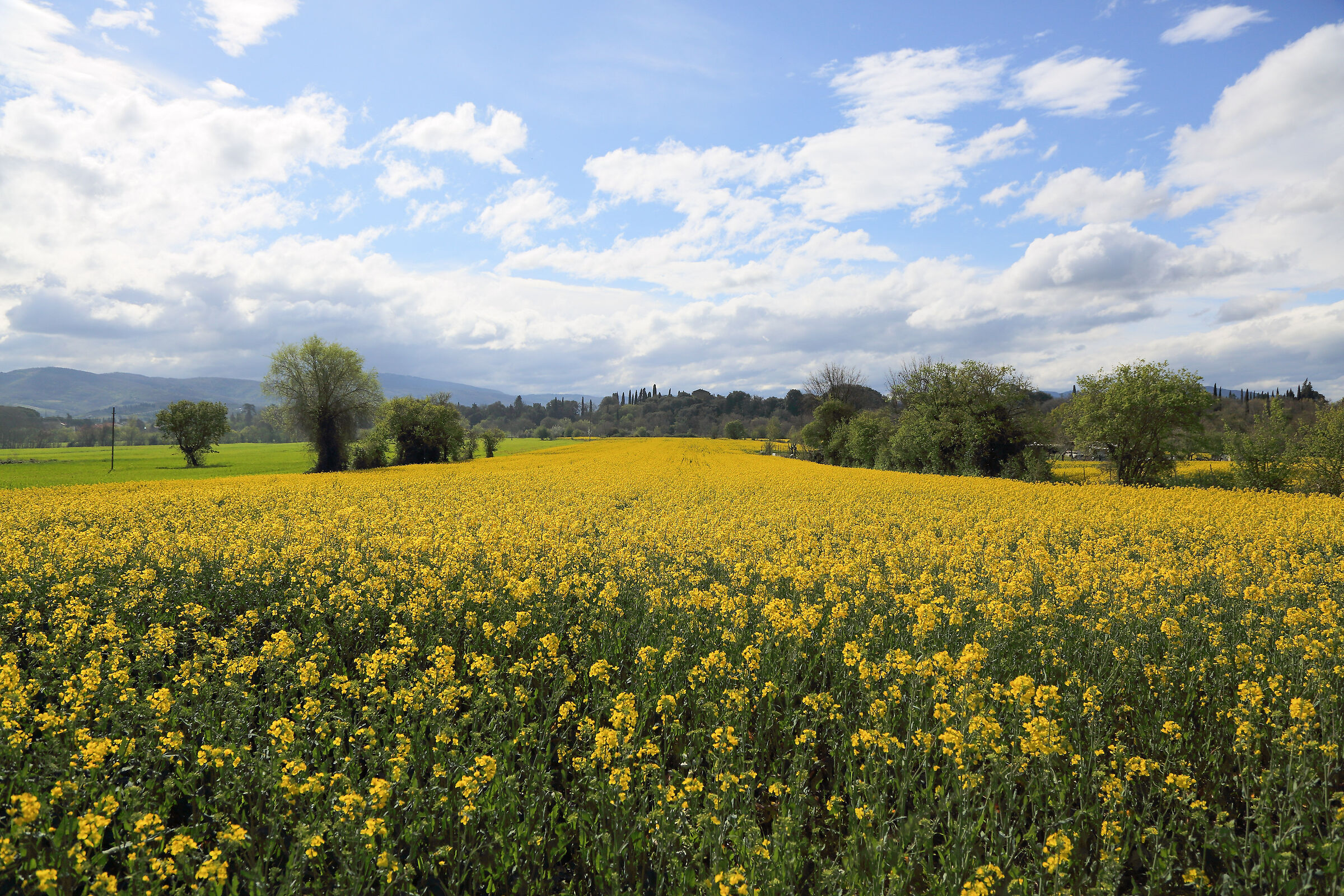 Yellow ... l'isola felice